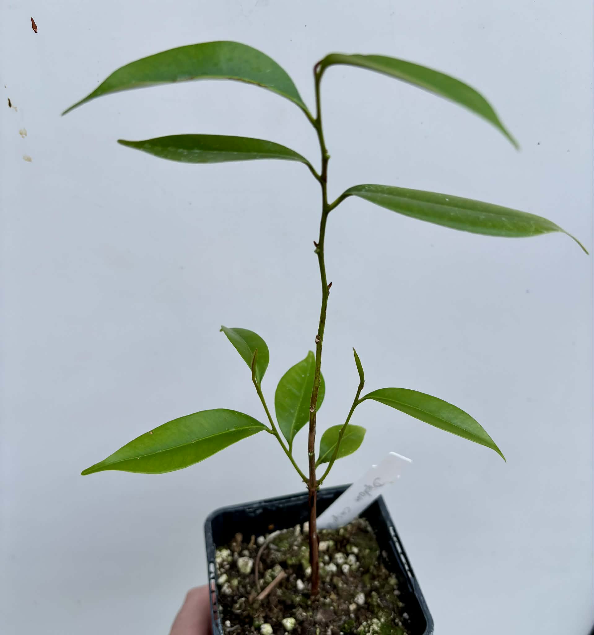 Diploon cuspidatum  -  1 potted seedling / 1 getopfter Sämling