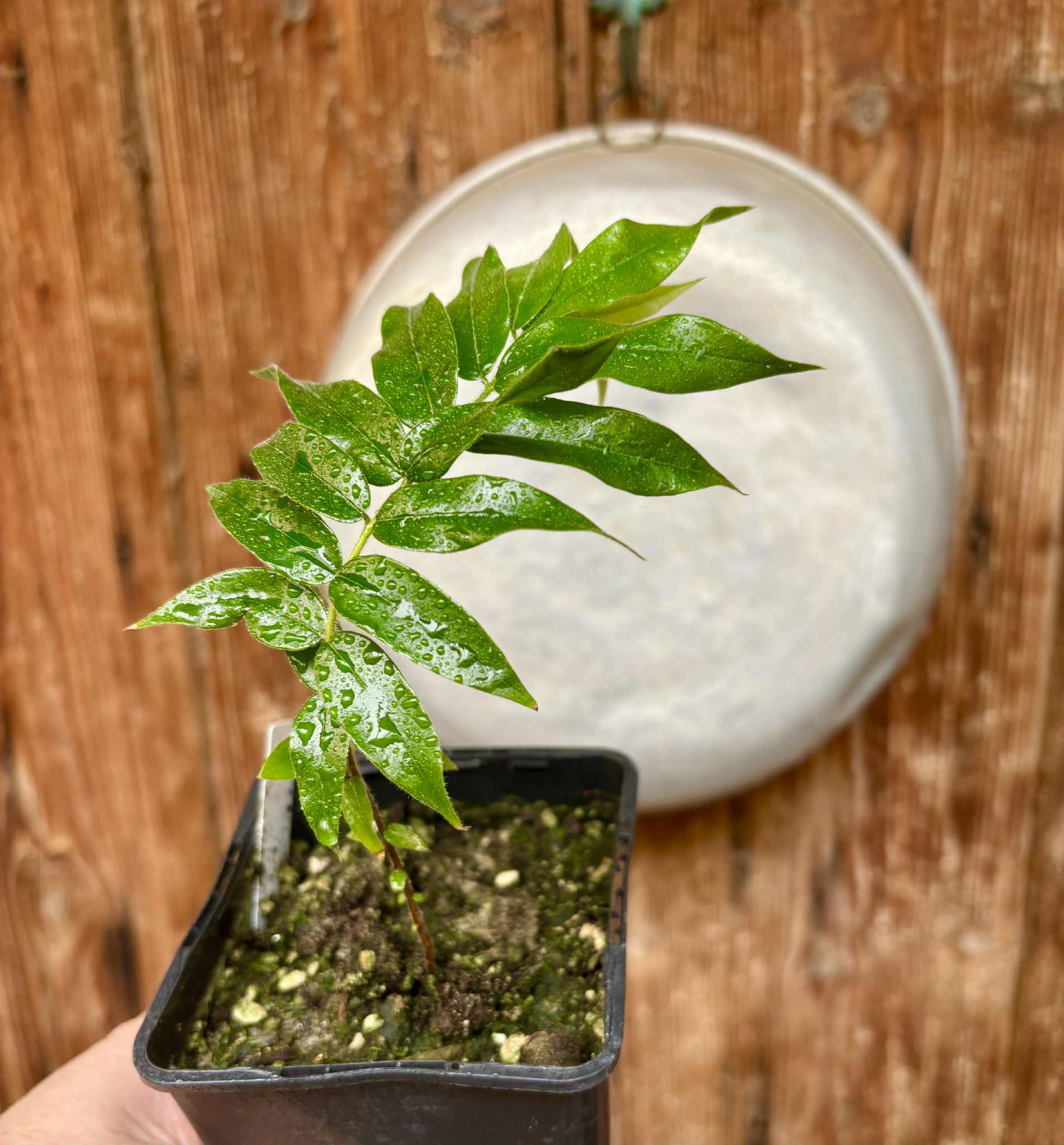 Beach Cambuca (Myrciaria strigipes) - 1 potted plant / 1 getopfte Pflanze