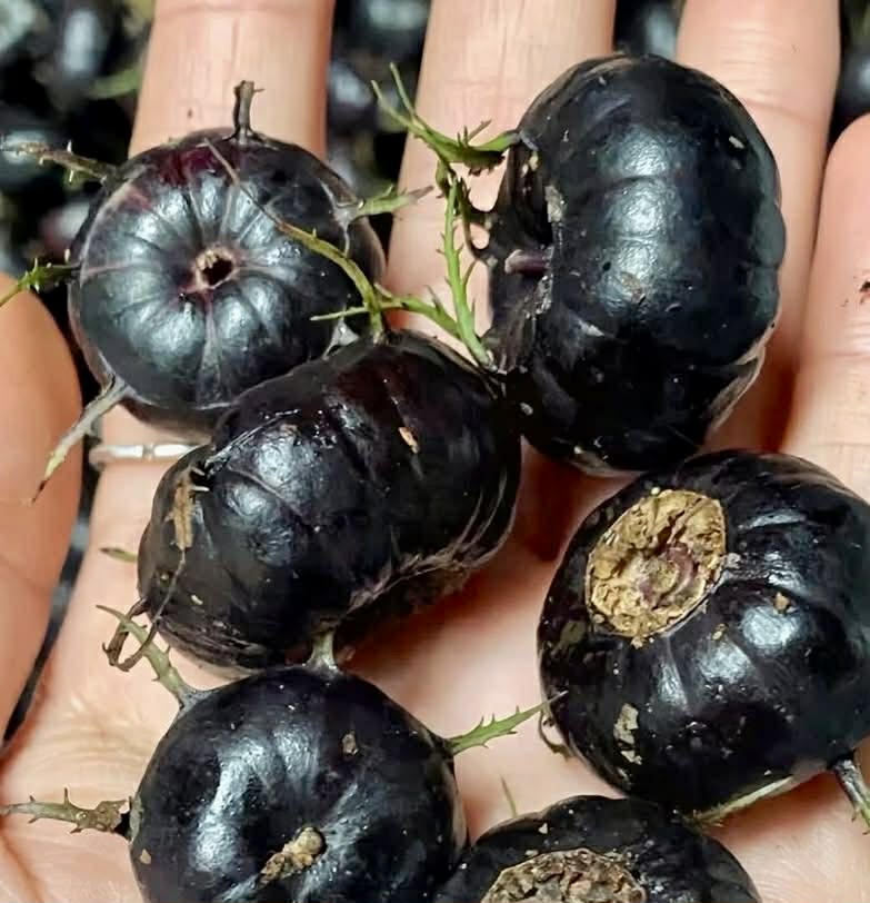 Spiderberry (Cyclocodon lancifolius) - 10 fresh seeds / 10 frische Samen