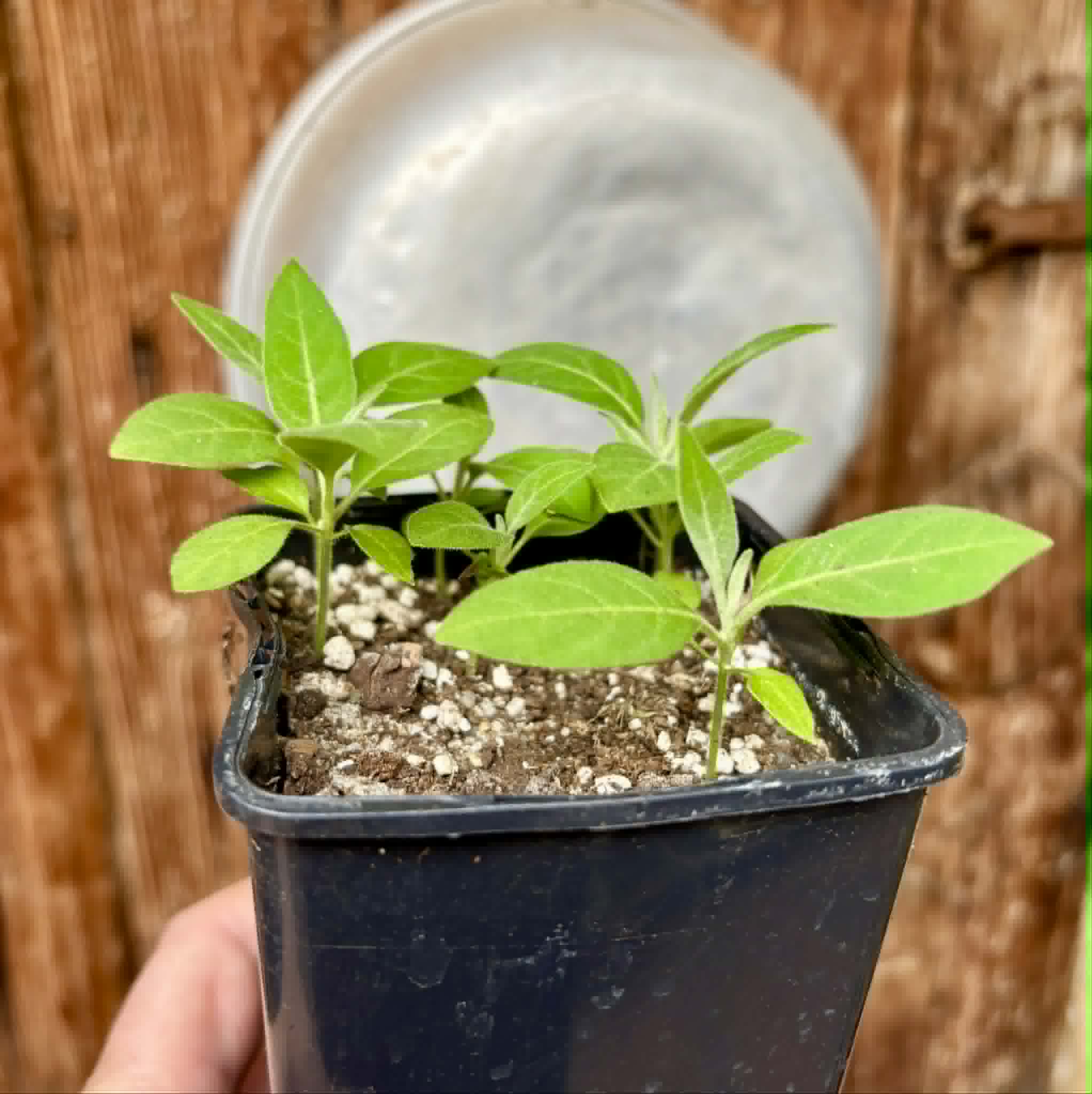 5 in 1 pot - Solanum sp. Mata Escura - 5 seedlings in one pot - 5 Sämlinge in einem Topf
