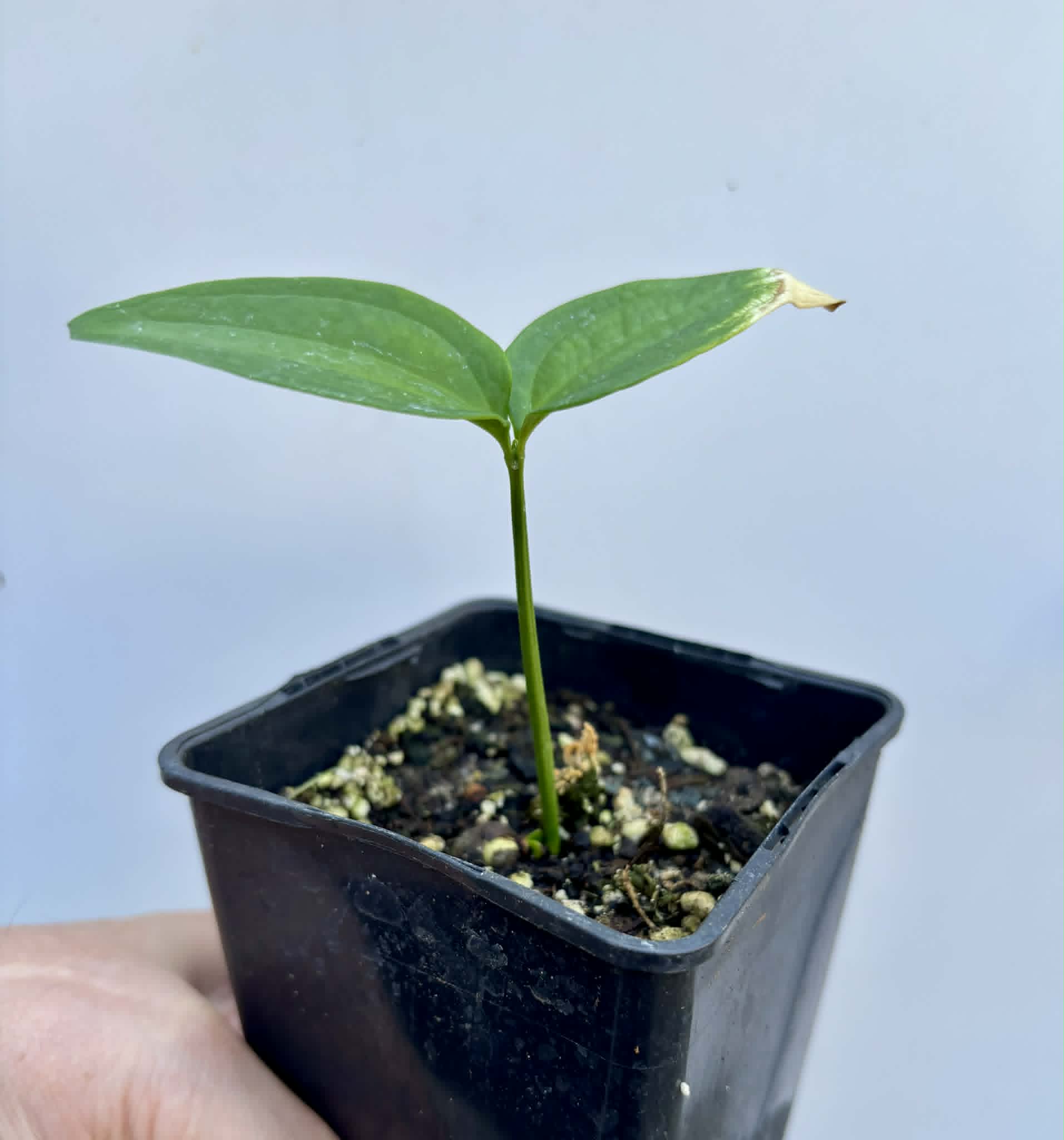 Dulacia sp. Cafe Doce  -  1 potted seedling / 1 getopfter Sämling