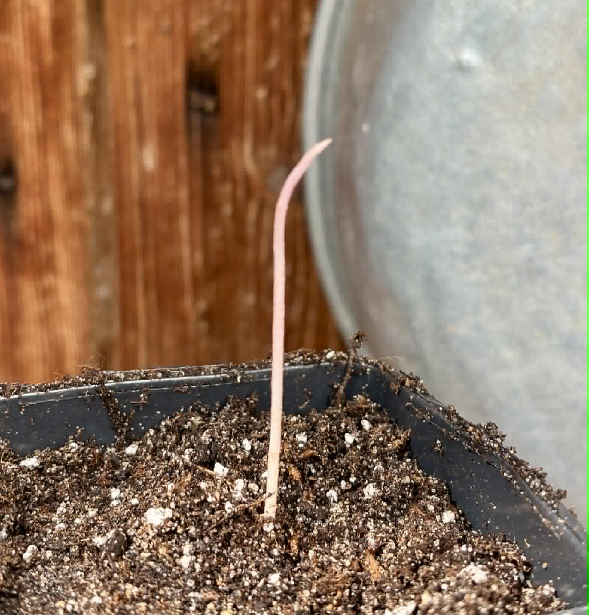 Syzygium grande - 1 potted seedling / 1 getopfter Sämling