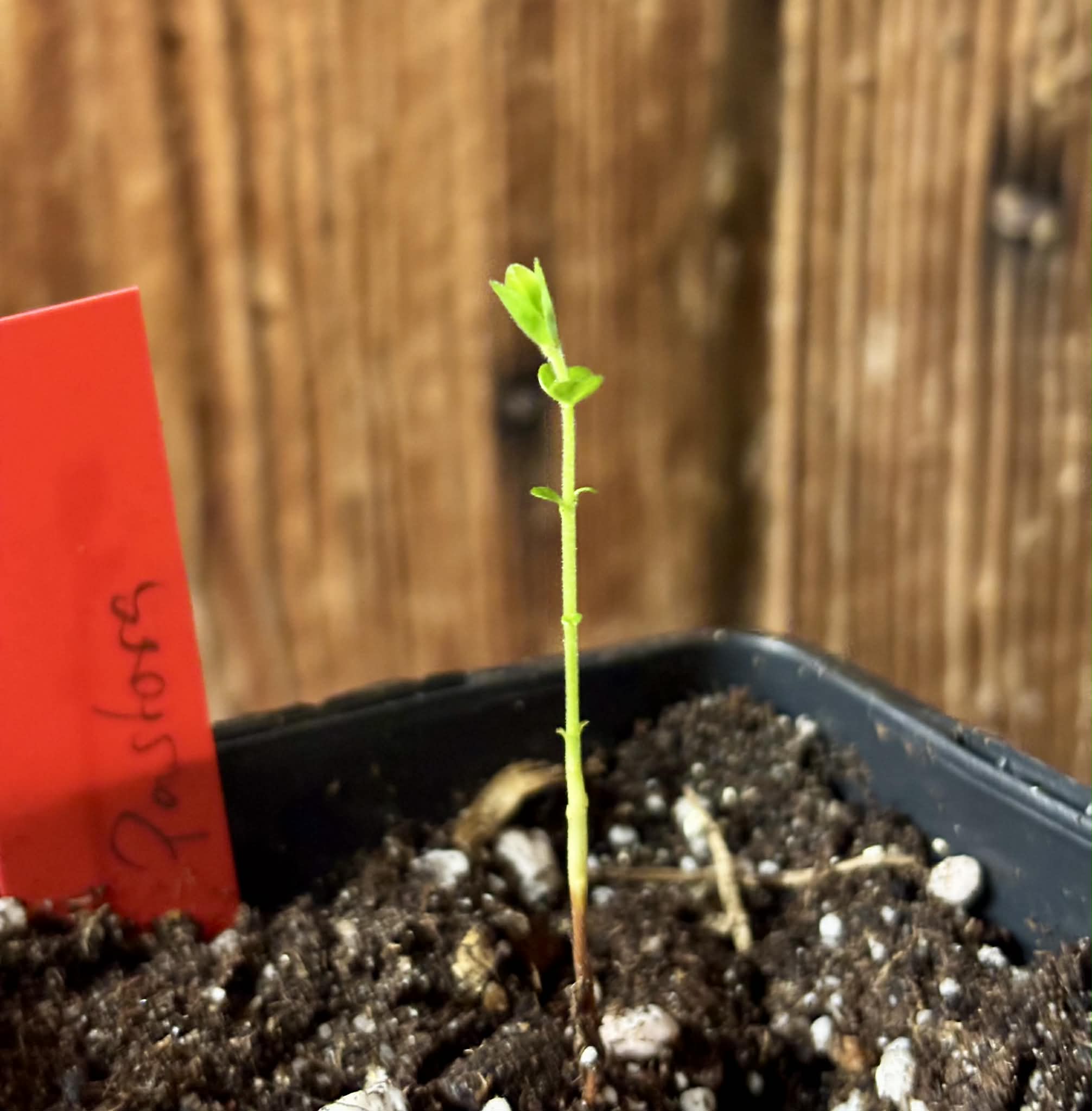 Myrciaria sp Pastora - 1 potted seedling / 1 getopfter Sämling