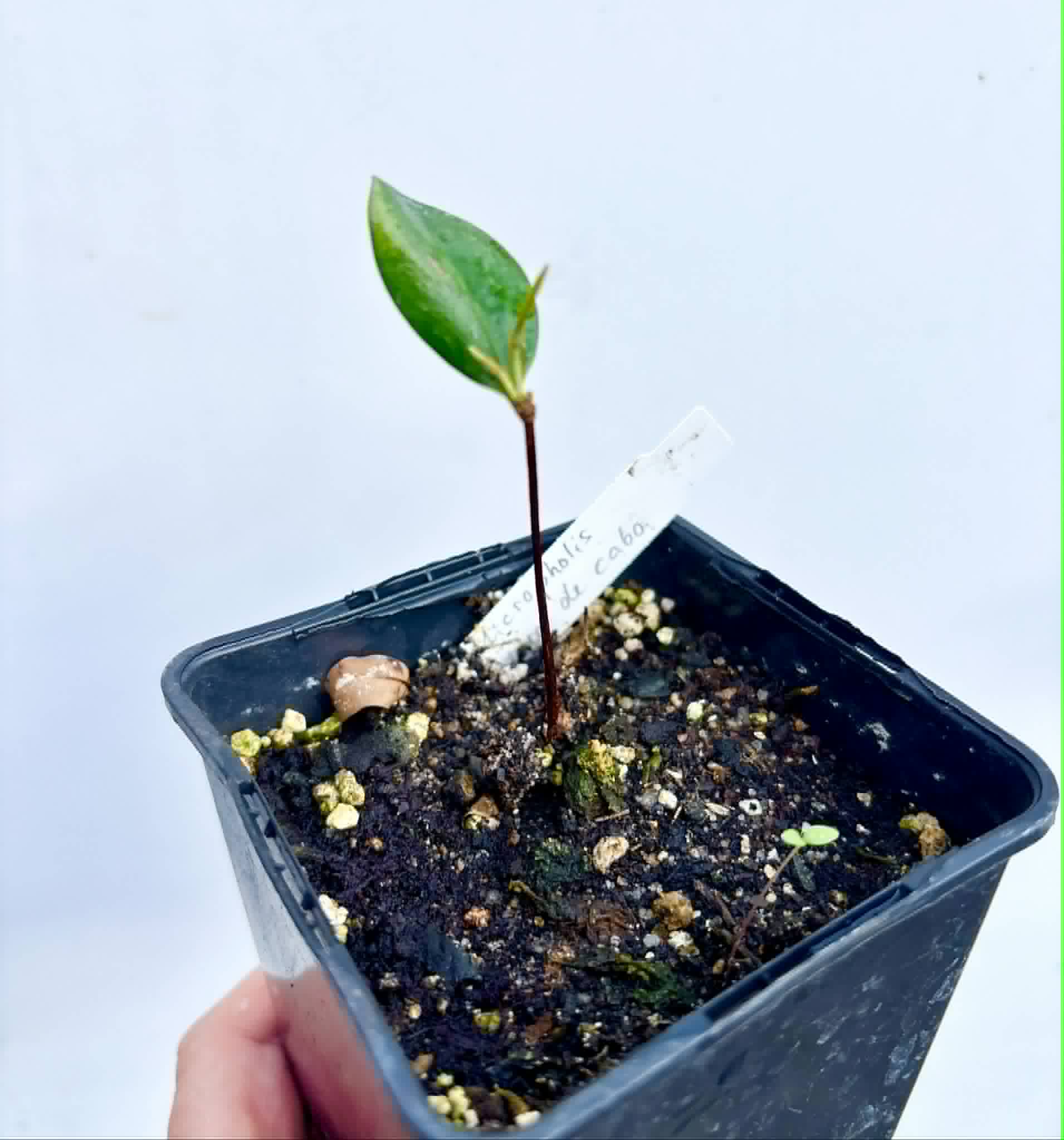 Micropholis sp Negro de Cabo  -  1 potted seedling / 1 getopfter Sämling
