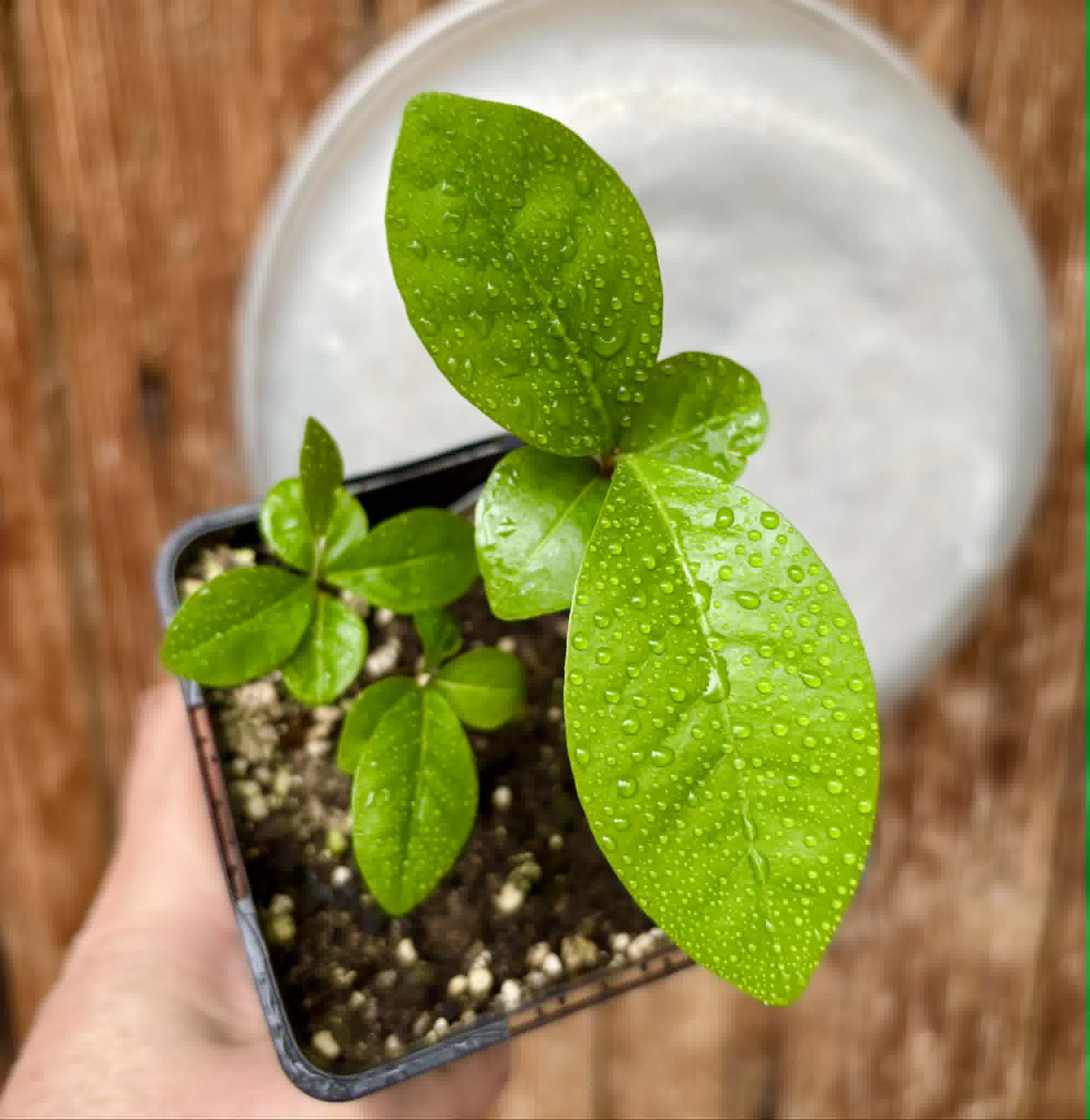 3 in 1 pot - Glycosmis pentaphylla - Orangeberry -  3 potted seedlings in one pot / 3 getopfte Sämlinge in einem Topf