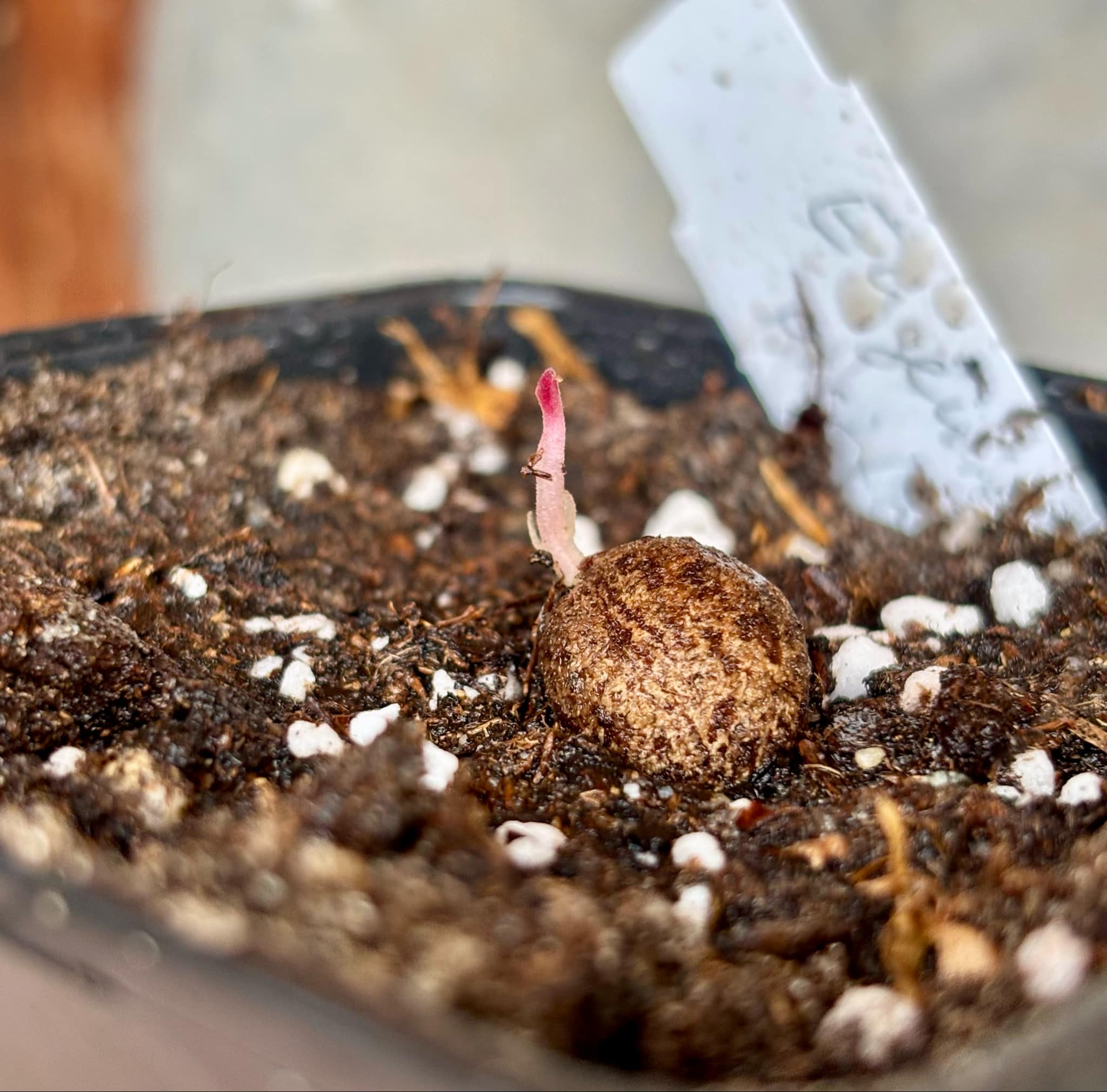 Eugenia pisiformis - Uvaia vermelha da mata - 1 fresh potted seedling / 1 frisch getopfter Sämling