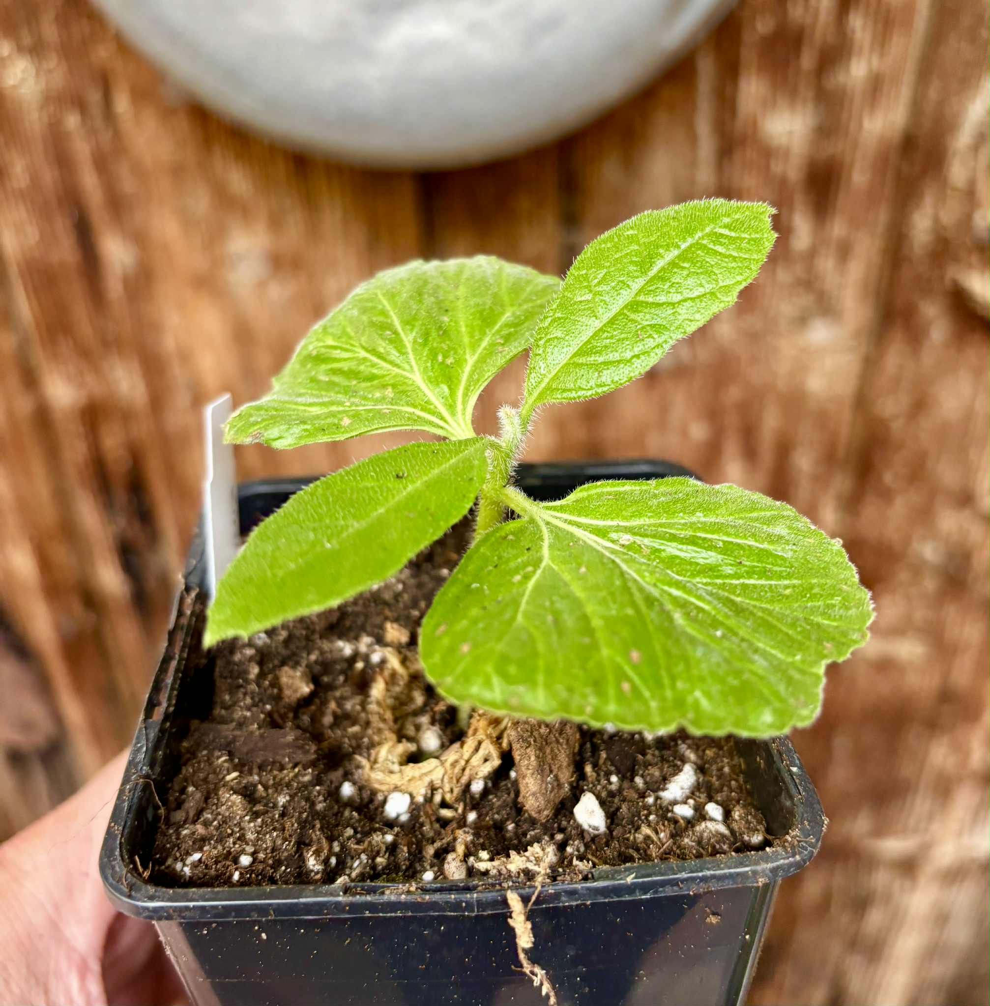 Zirikote (Cordia dodecandra) - 1 small potted seedling / 1 kleiner, getopfter Sämling