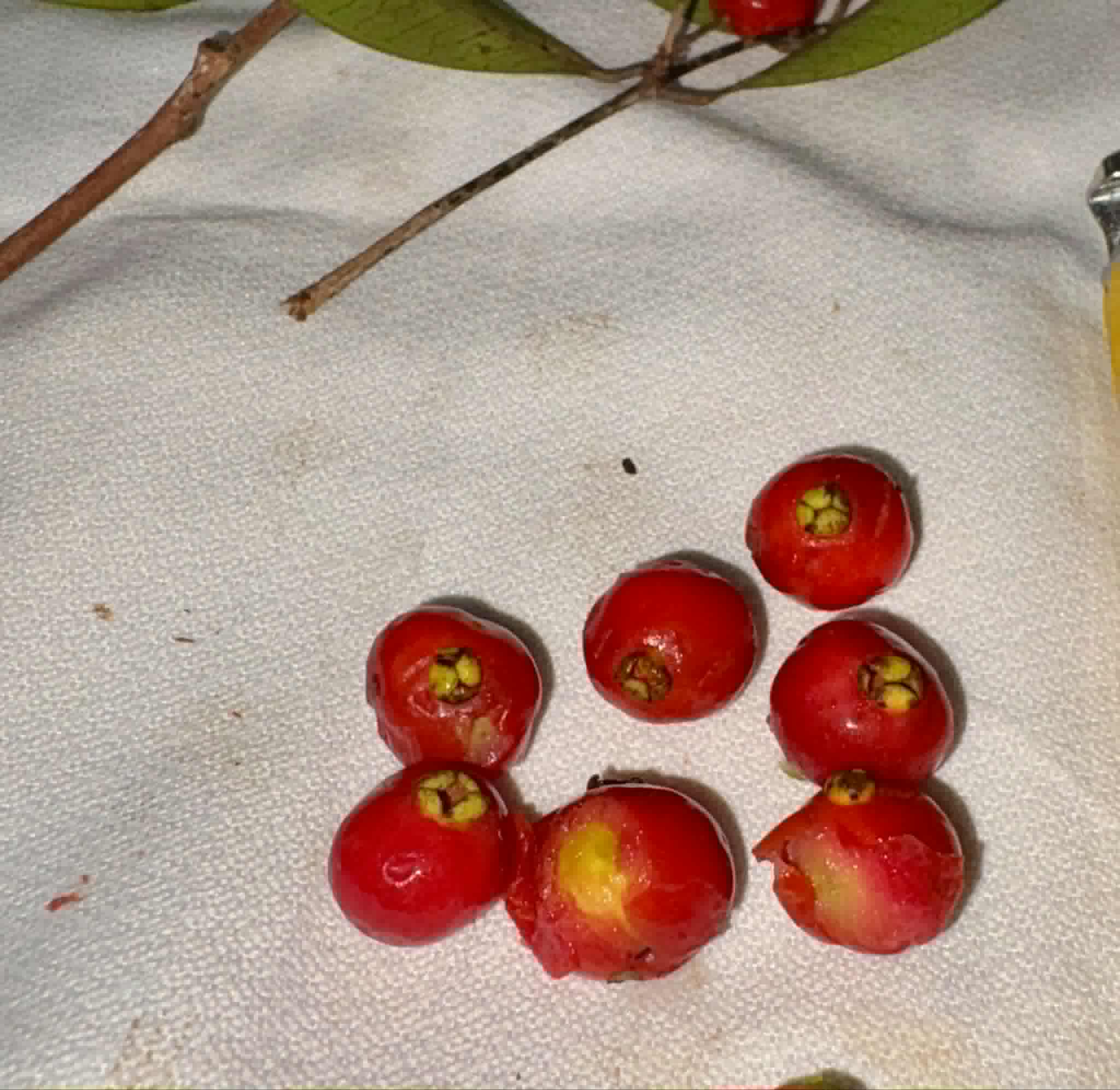 Eugenia sp Pitanga de a Mata - 1 fresh seed / 1 frischer Samen