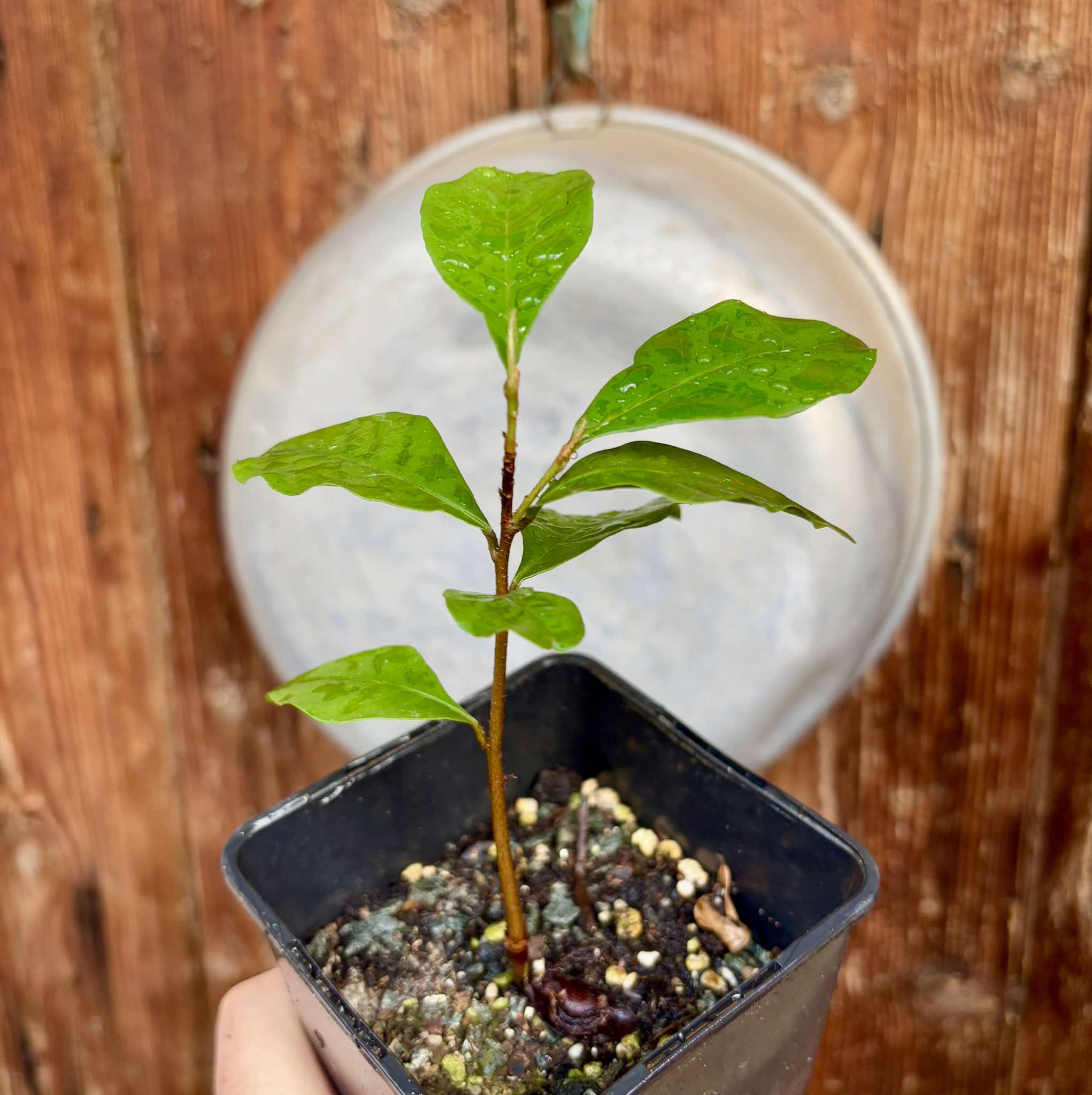Pouteria reticulata - Maria Preta - 1 potted plant / 1 getopfte Pflanze