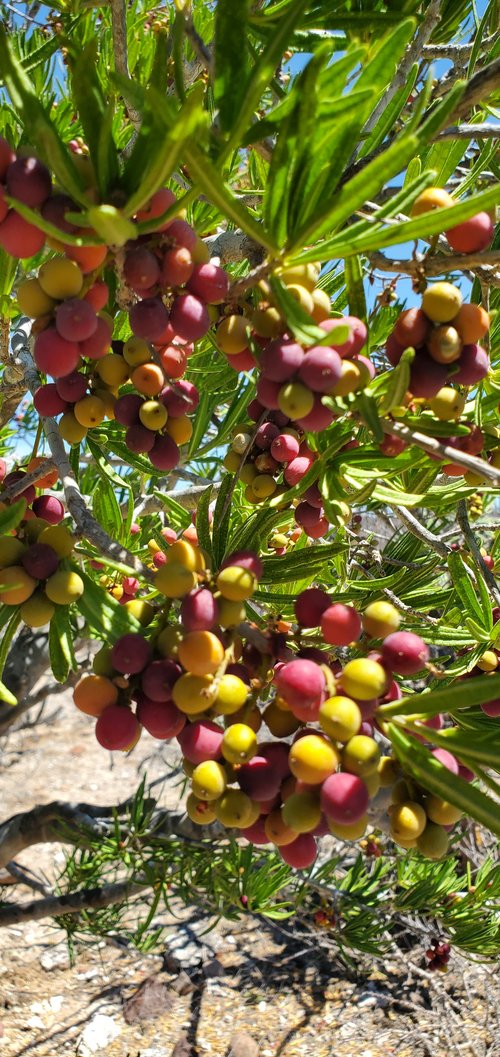Lollipop Tree (Forchhammeria watsonii) - 1 fresh seed / 1 frischer Samen