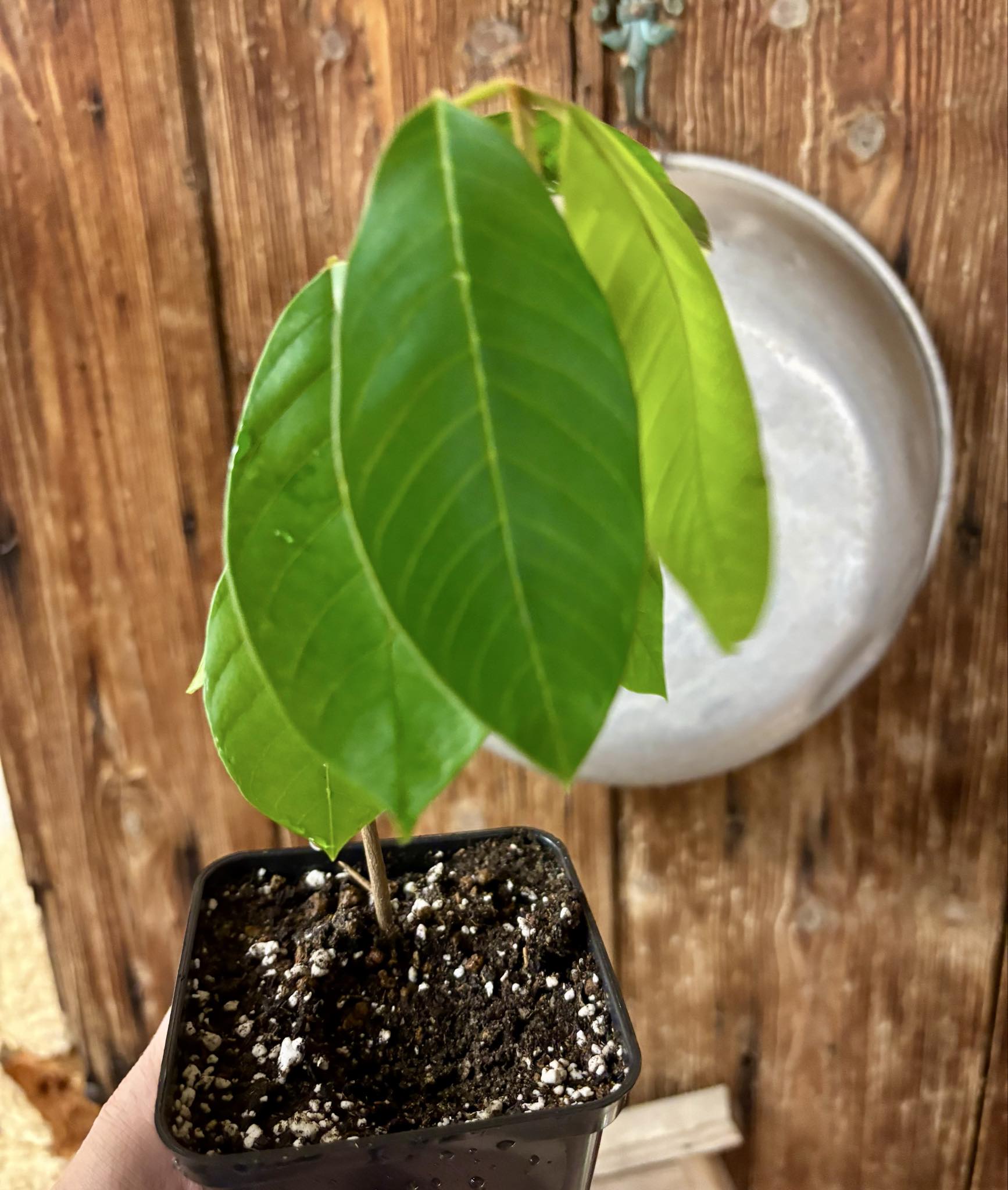 Annona andicola  - 1 potted plant / 1 getopfte Pflanze