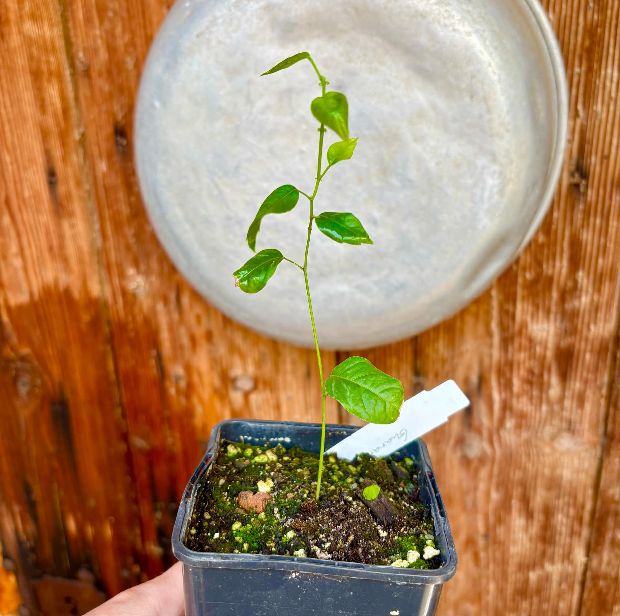 Guaraná (Paullinia cupana) - 1 small potted seedling / 1 kleiner, getopfter Sämling