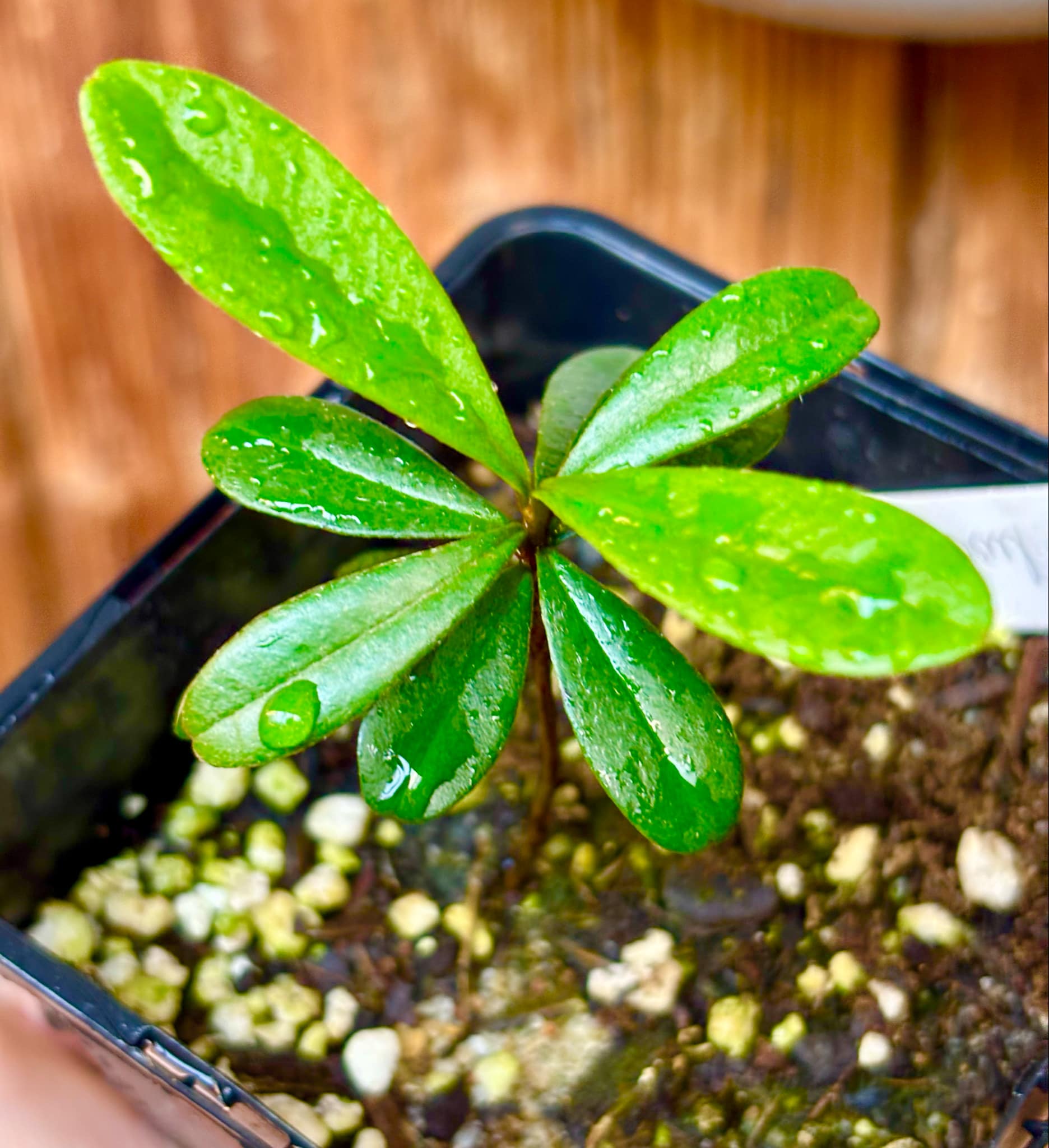 Pitomba (Eugenia luschnathiana) - 1 potted plant / 1 getopfte Pflanze
