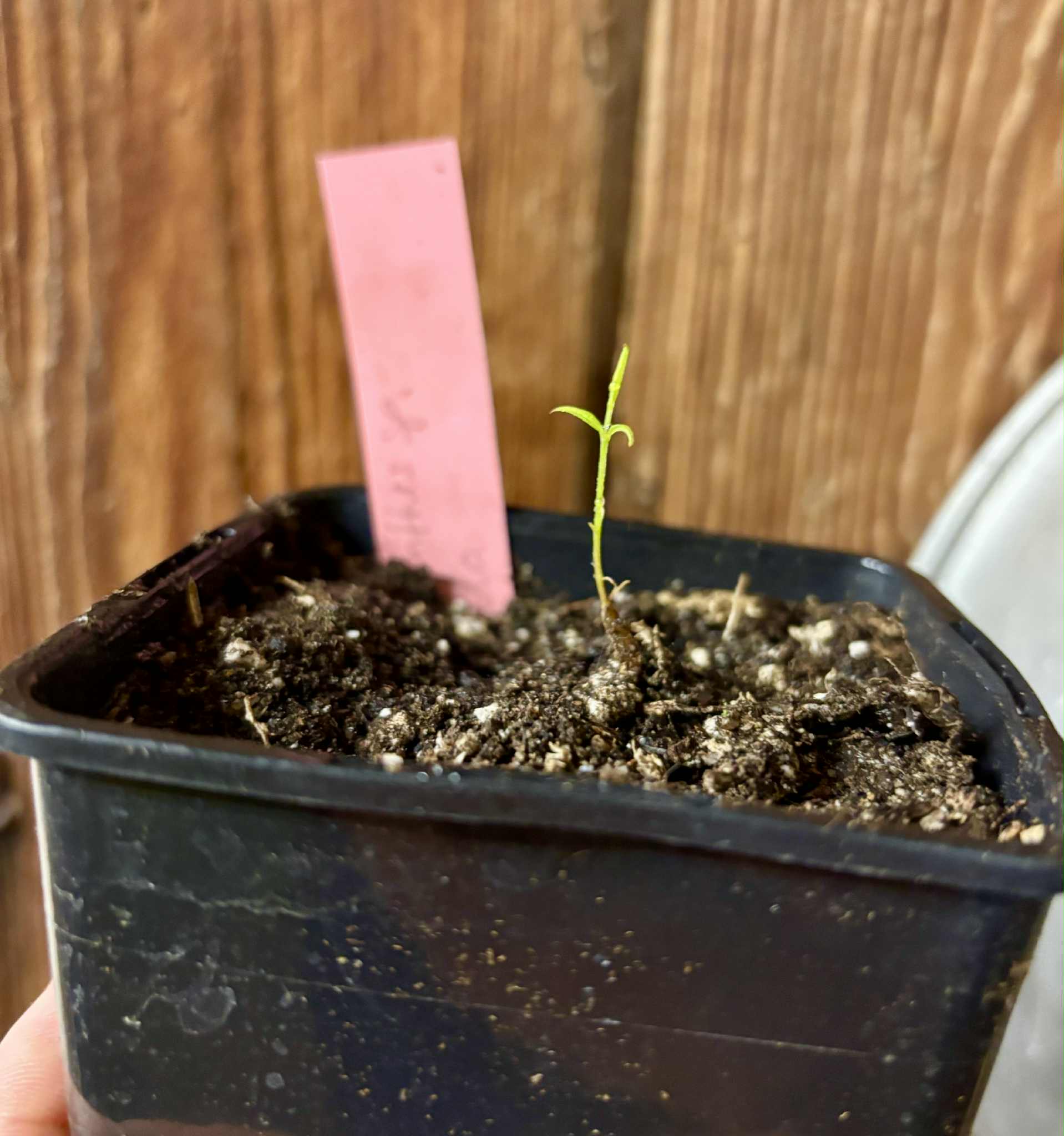 Neomitranthes sp Hortelo Tijuípe - 1 potted seedling / 1 getopfter Sämling