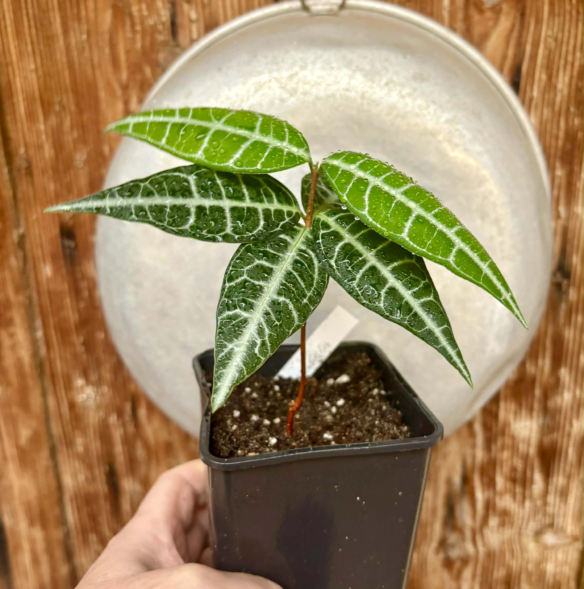 Eugenia sp Labisia -  1 potted plant / 1 getopfte Pflanze