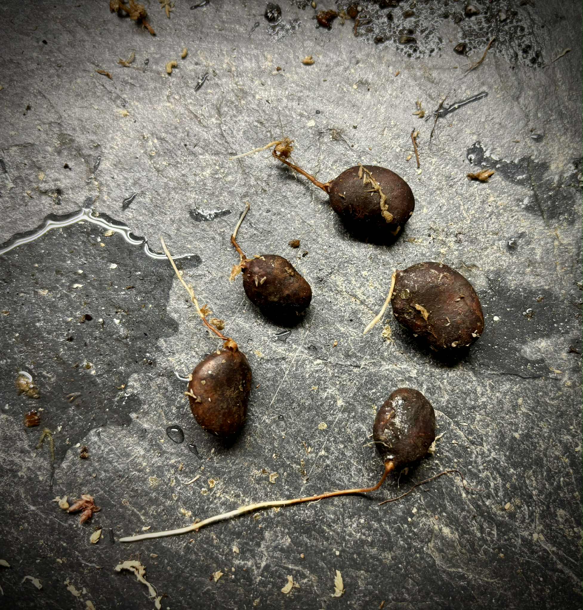 Myrciaria sp Nara -  1 germinated seed / 1 gekeimter Samen