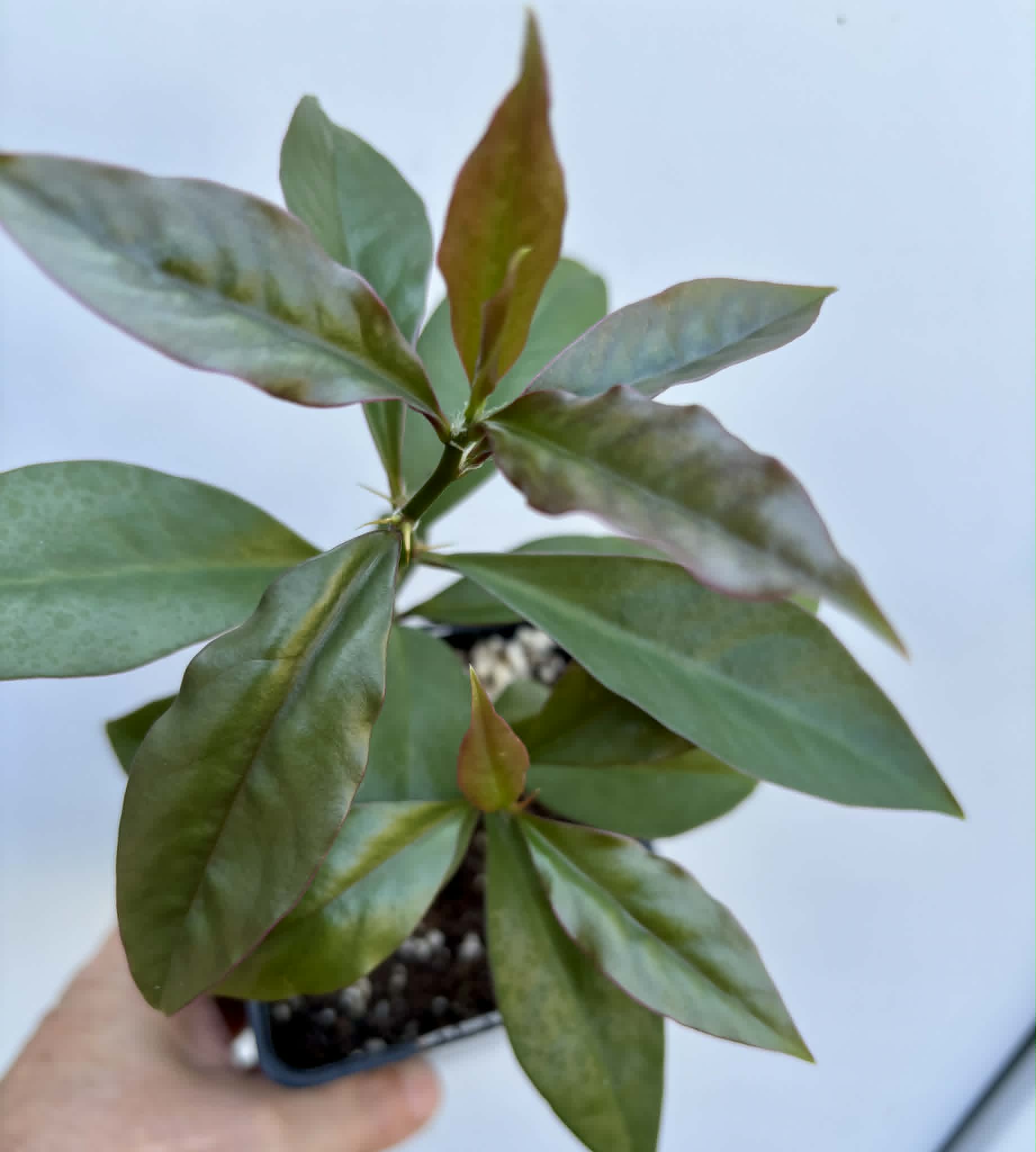 Barbados Gooseberry - Pereskia aculeata- 1 potted plant / 1 getopfte Pflanze 