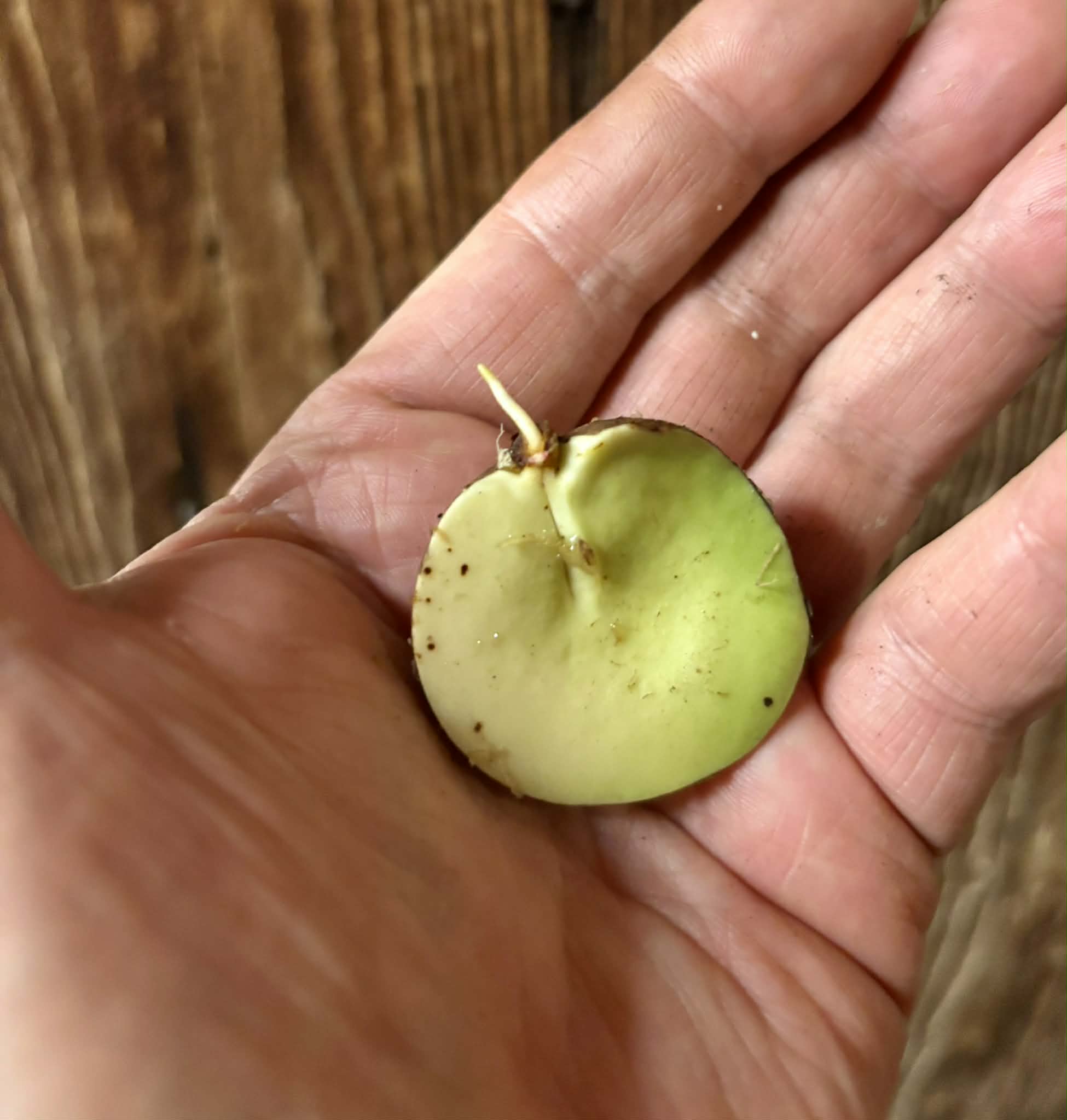 last seed - Plinia sp Sedutora -  1 germinated seed / 1 gekeimter Samen