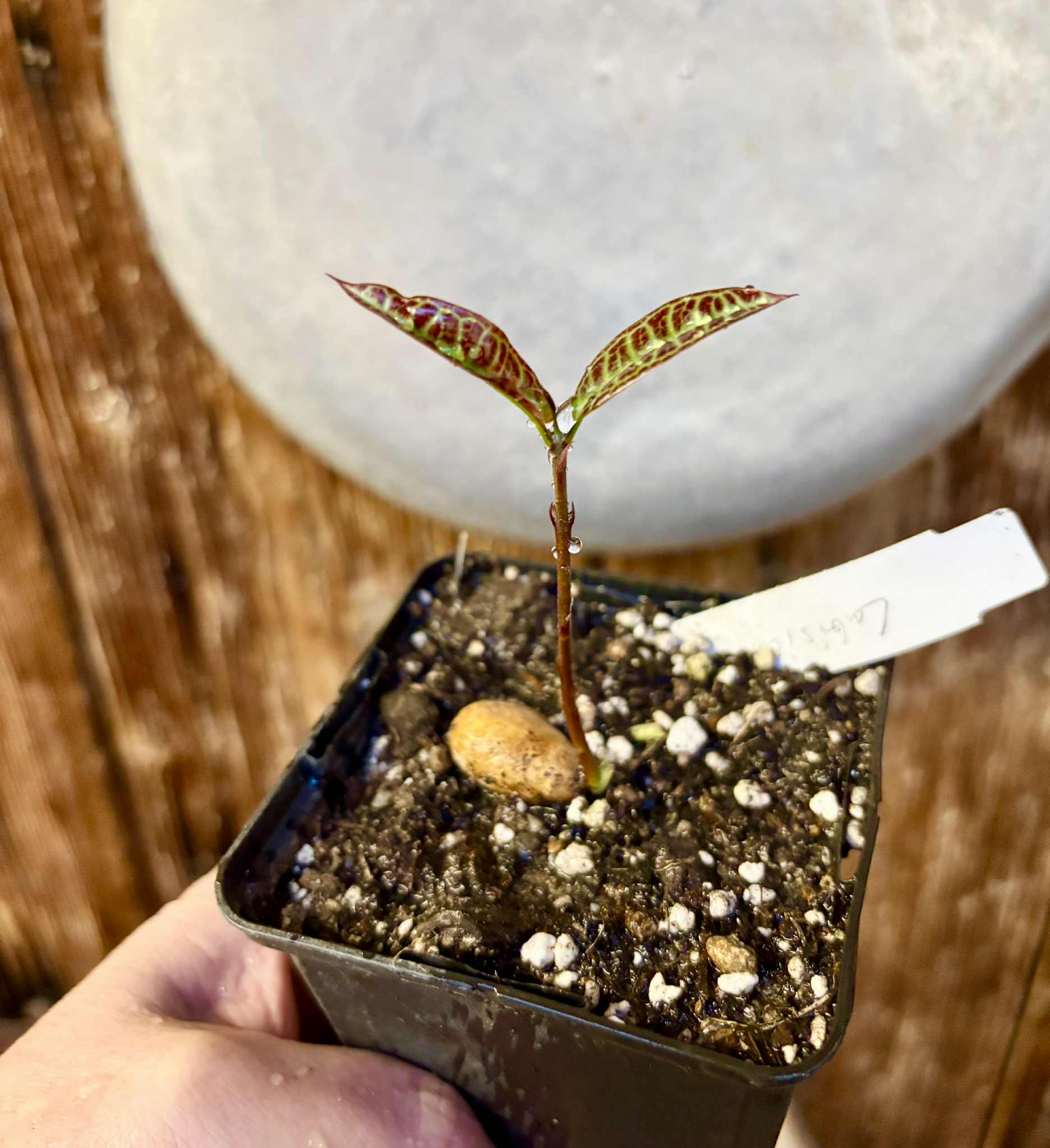 Eugenia sp Labisia -  1 potted seedling / 1 getopfter Sämling