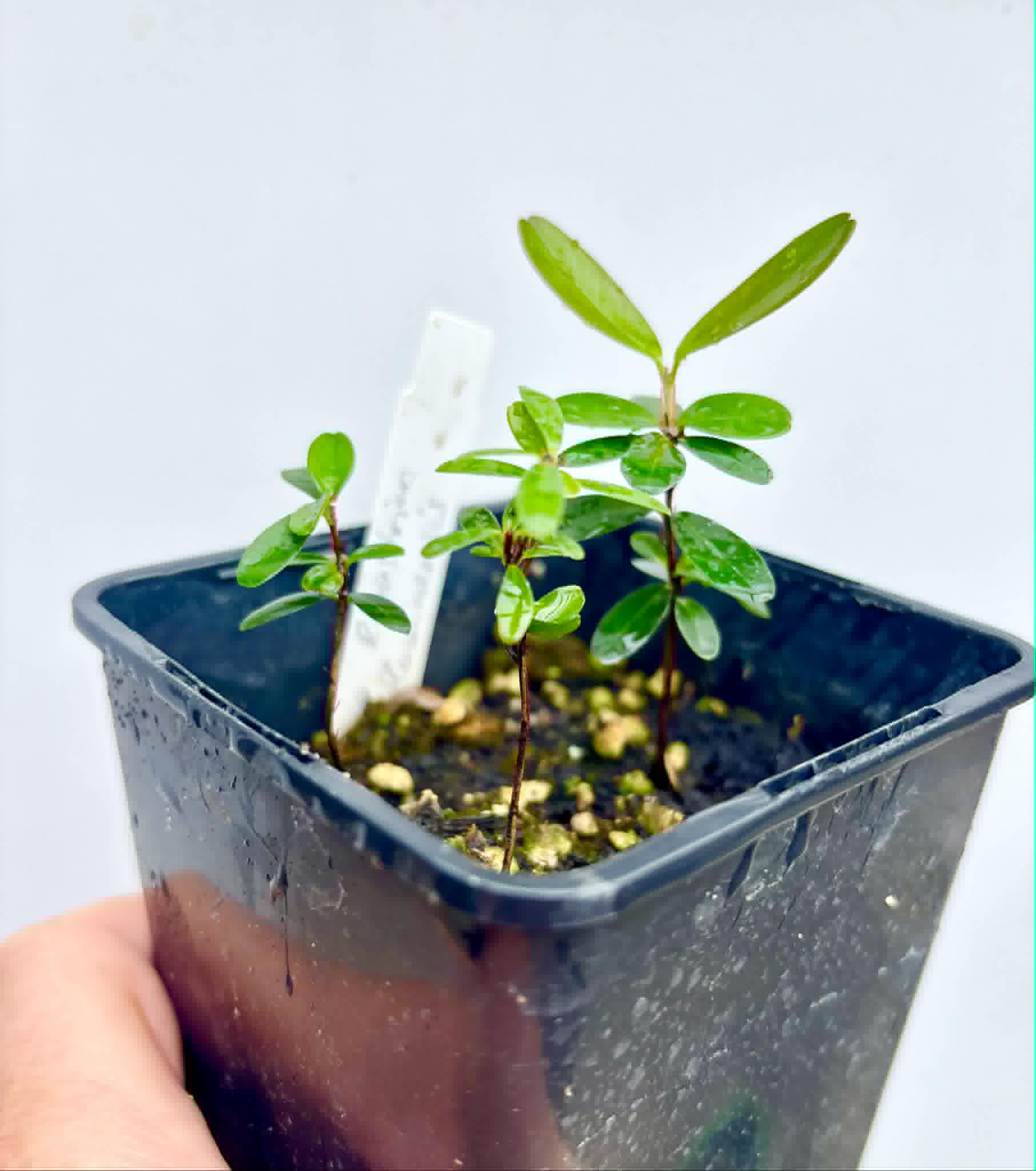 3 in 1 pot - Eugenia ligustrina var. fluminensis - 3 seedlings in on pot / 3 Sämlinge in einem Topf