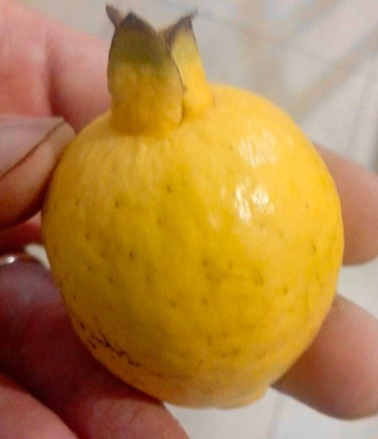 Psidium sp Orange Argentina - 1 potted seedling / 1 getopfter Sämling Psidium sp Orange Argentina - 1 potted seedling / 1 getopfter Sämling