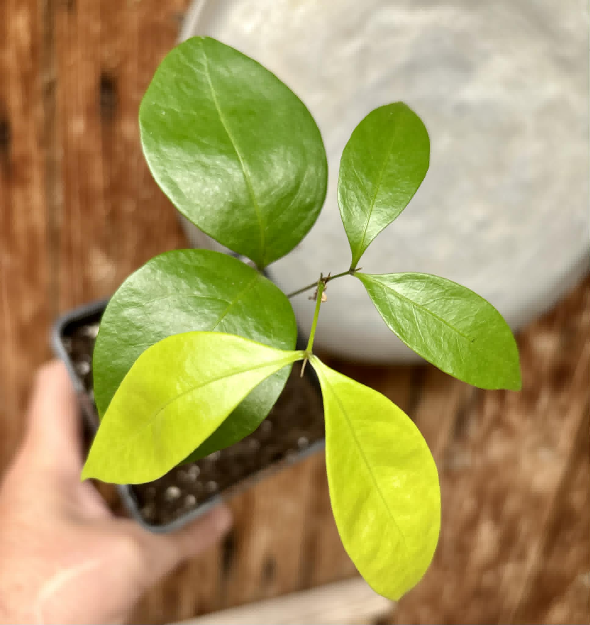 last plant - Inga sp Bananinha -  1 potted seedling  / 1 getopfter Sämling