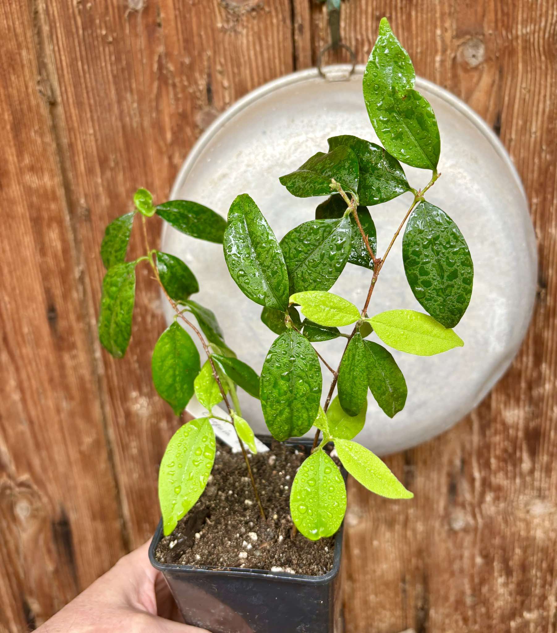 Eugenia oblongata - 1 potted plant / 1 getopfte Pflanze