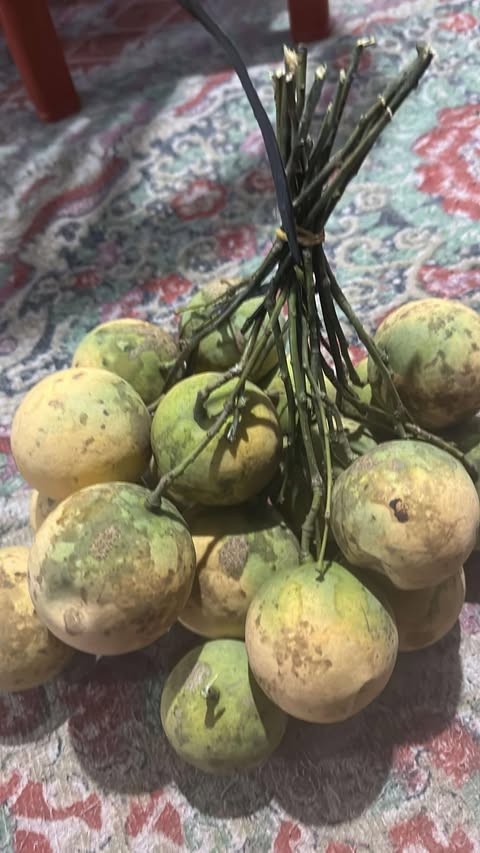 Pre Order - Mararing (Xanthophyllum amoenum) - 1 fresh seed / 1 frischer Samen