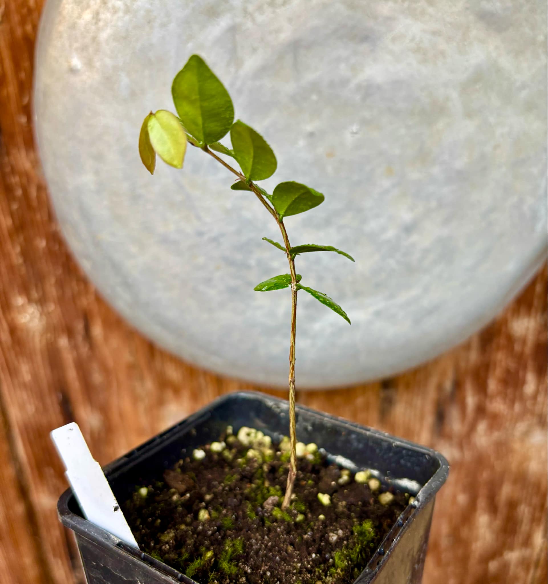 Eugenia sp Chiapas - 1 small potted seedling / 1 kleiner, getopfter Sämling