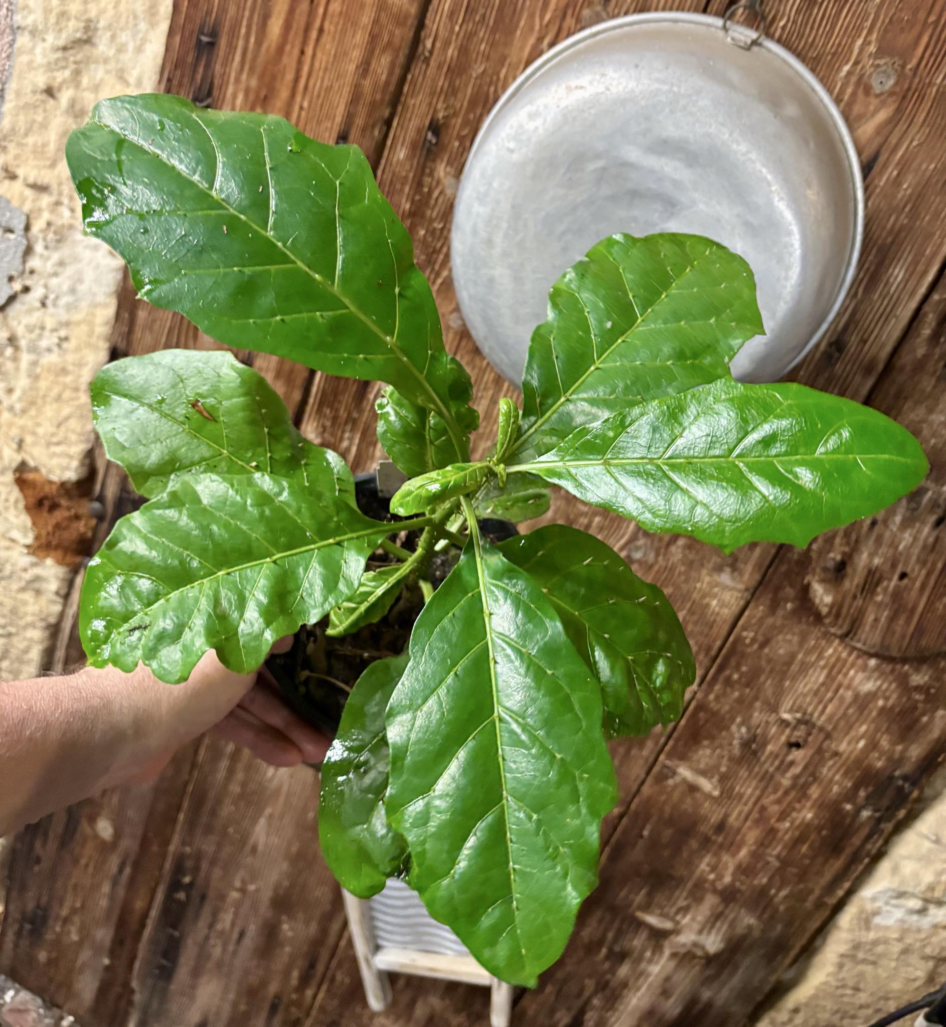 Solanum sp Verde Bahia - 1 potted plant / 1 getopfte Pflanze