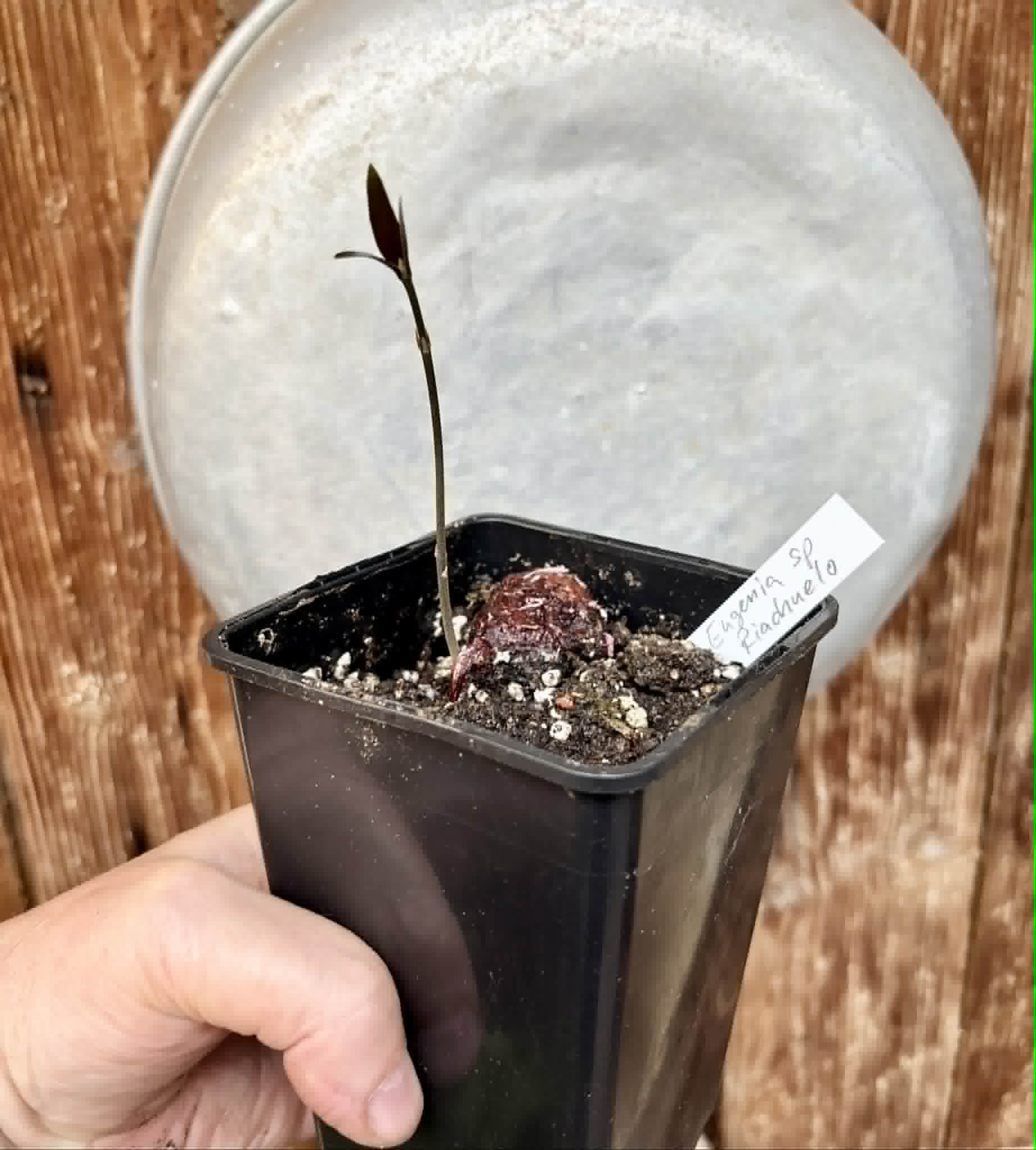 only 1 available - Eugenia sp Riachuelo -  1 potted seedling / 1 getopfter Sämling