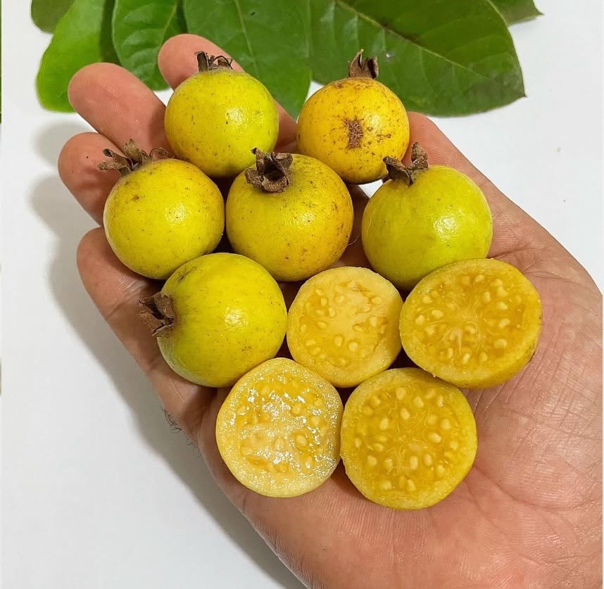 Brazilian Araçá Guava (Psidium guineense)  - 5 fresh seeds / 5 frische Samen