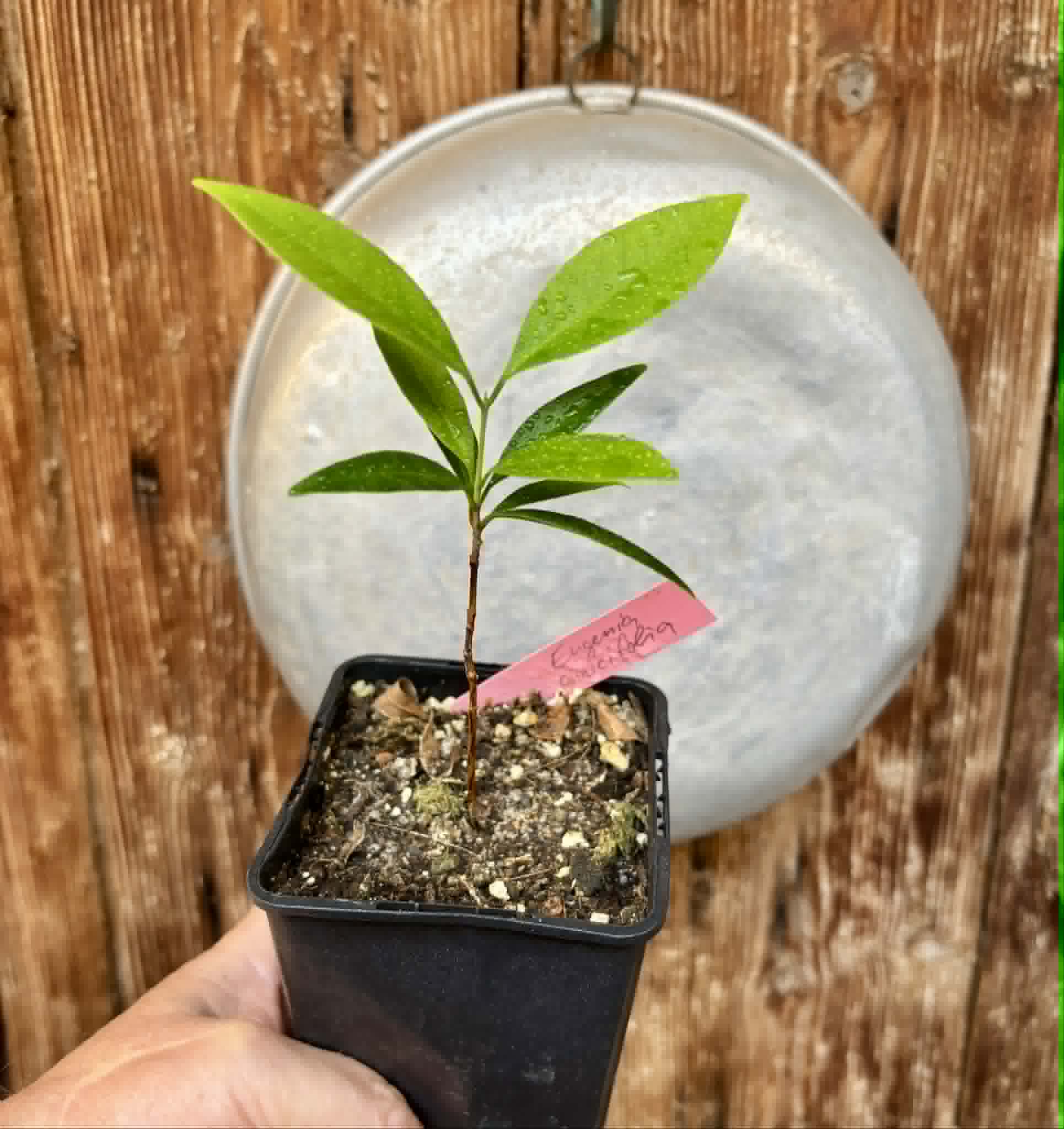 Eugenia punicifolia - 1 potted plant / 1 getopfte Pflanze