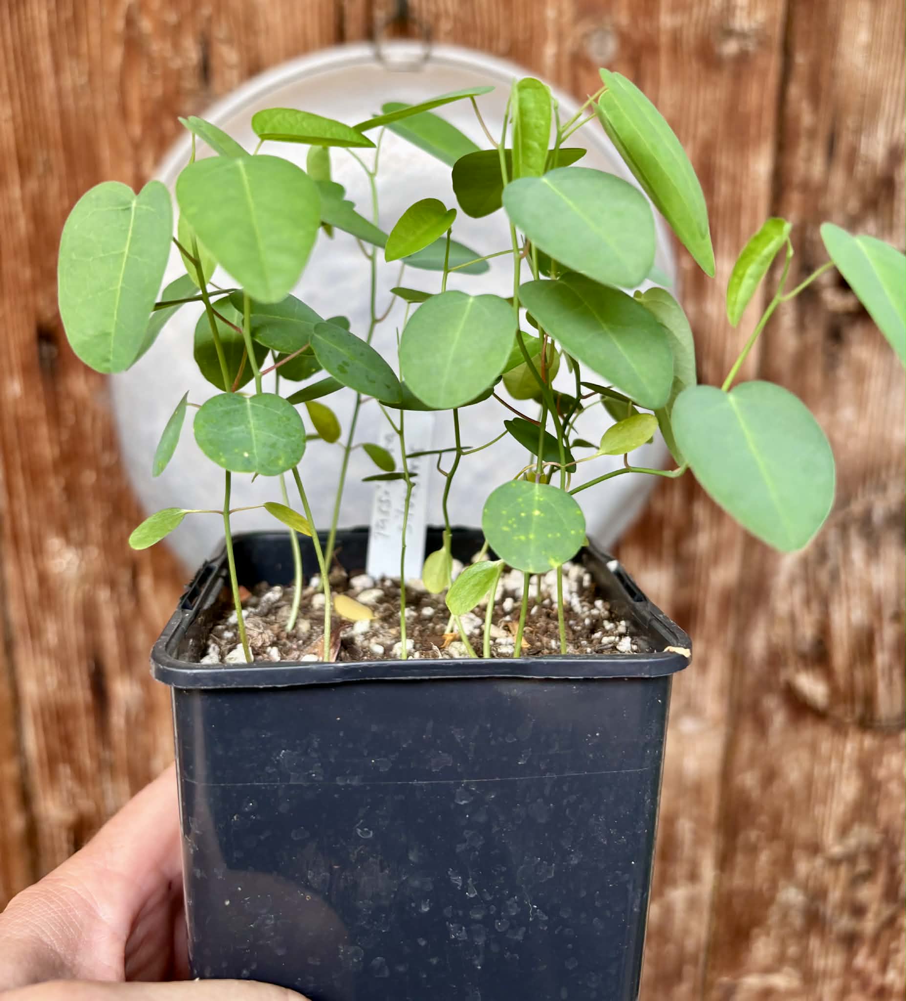 12 in 1 pot - Passiflora silvestris - 12 seedlings in one pot / 12 Sämlinge in einem Topf