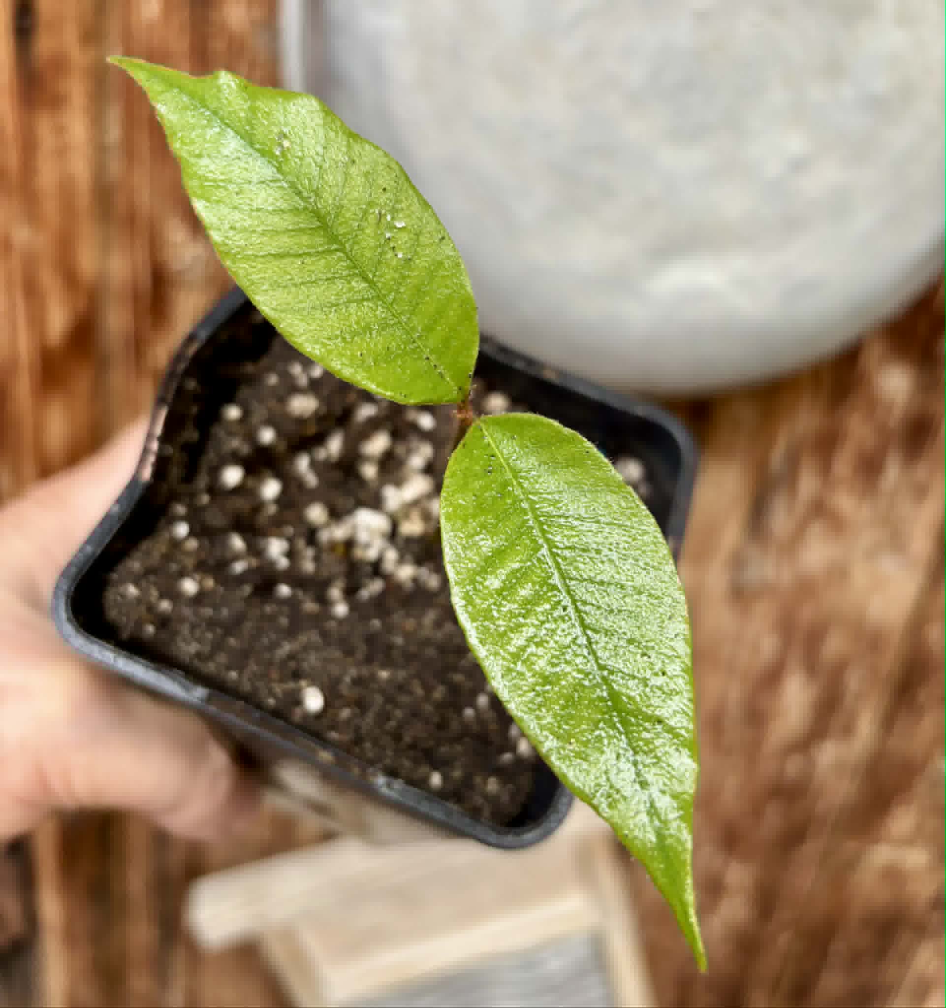 last seedling - Ecclinusa sp Doce - 1 potted seedling / 1 getopfter Sämling