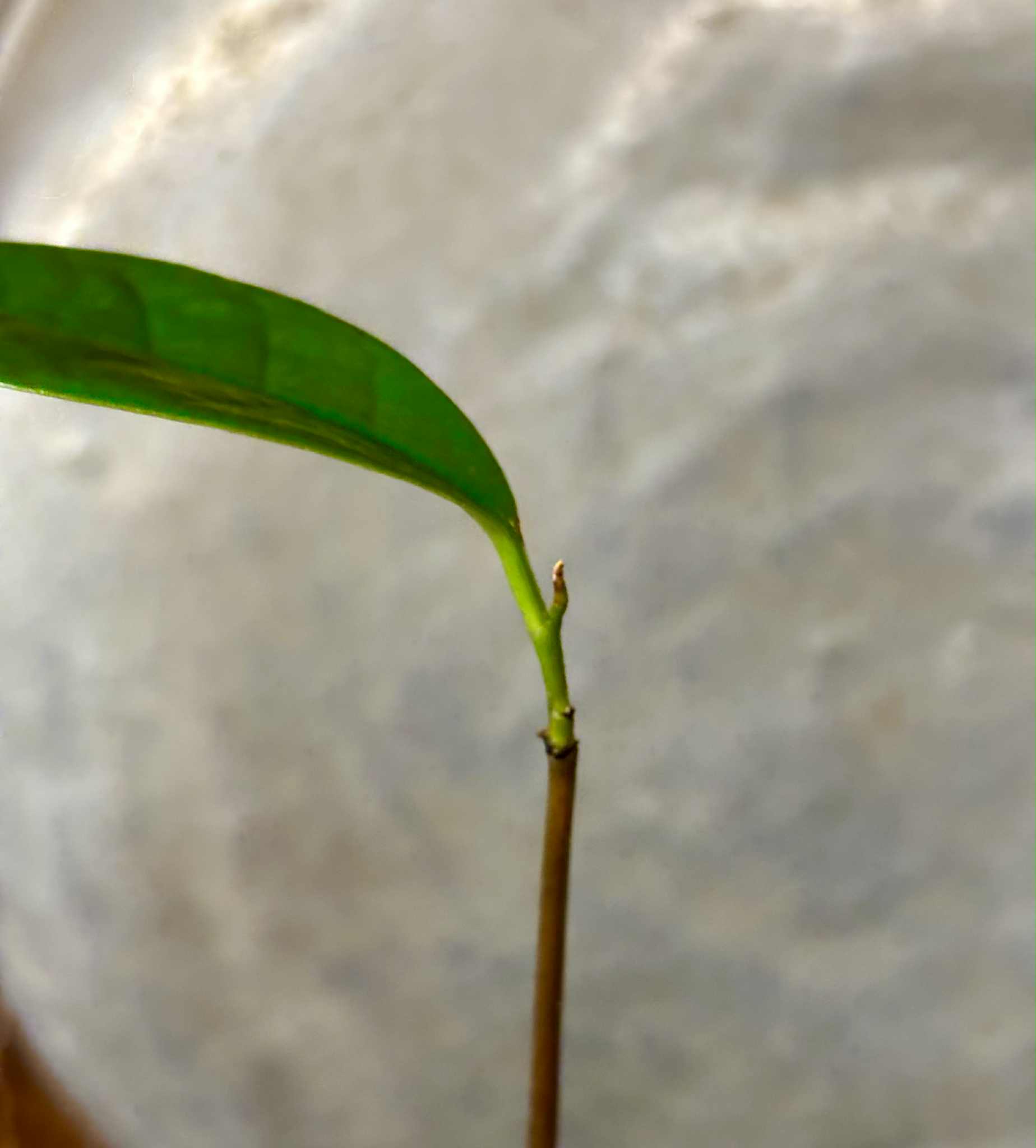 Annona salzmannii - 1 potted seedling / 1 getopfter Sämling