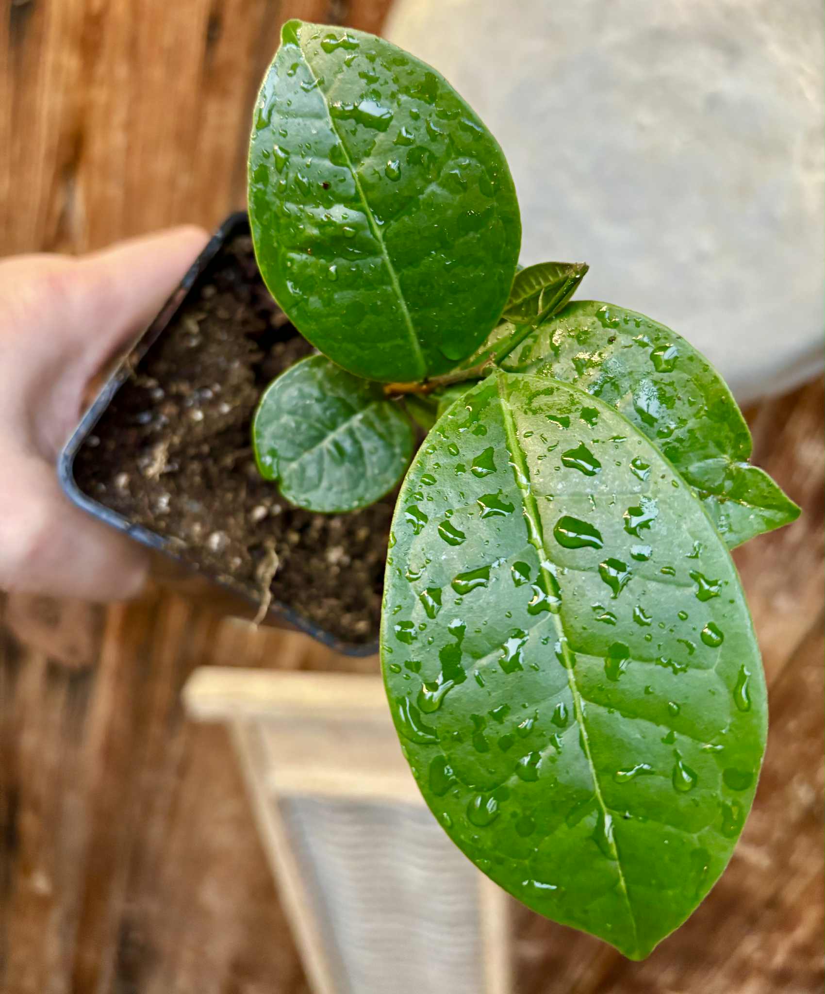 Eugenia sp Cheirosa Fruto Passado - 1 potted seedling / 1 getopfter Sämling