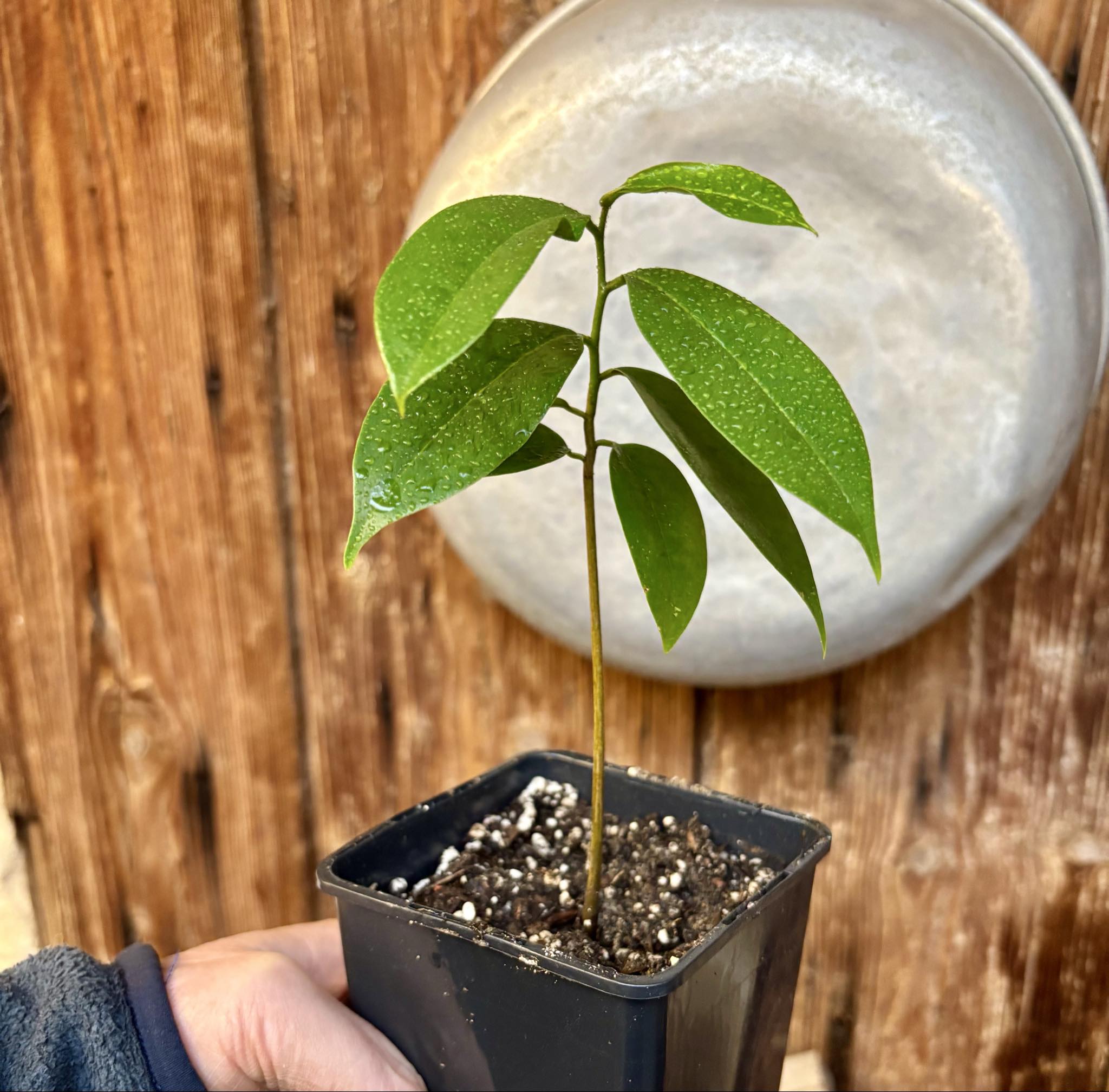 Annona muricata - Soursop / Stachelannone - 1 potted seedling / 1 getopfter Sämling