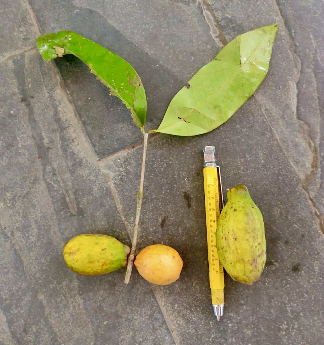 Eugenia umbrosa -  1 fresh seed / 1 frischer Samen