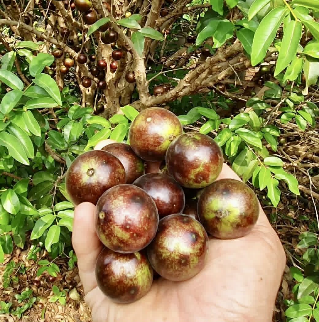 Jabuticaba Peluda-de-Alagoas (Plinia sp Grimal) -  1 fresh seed / 1 frischer Samen