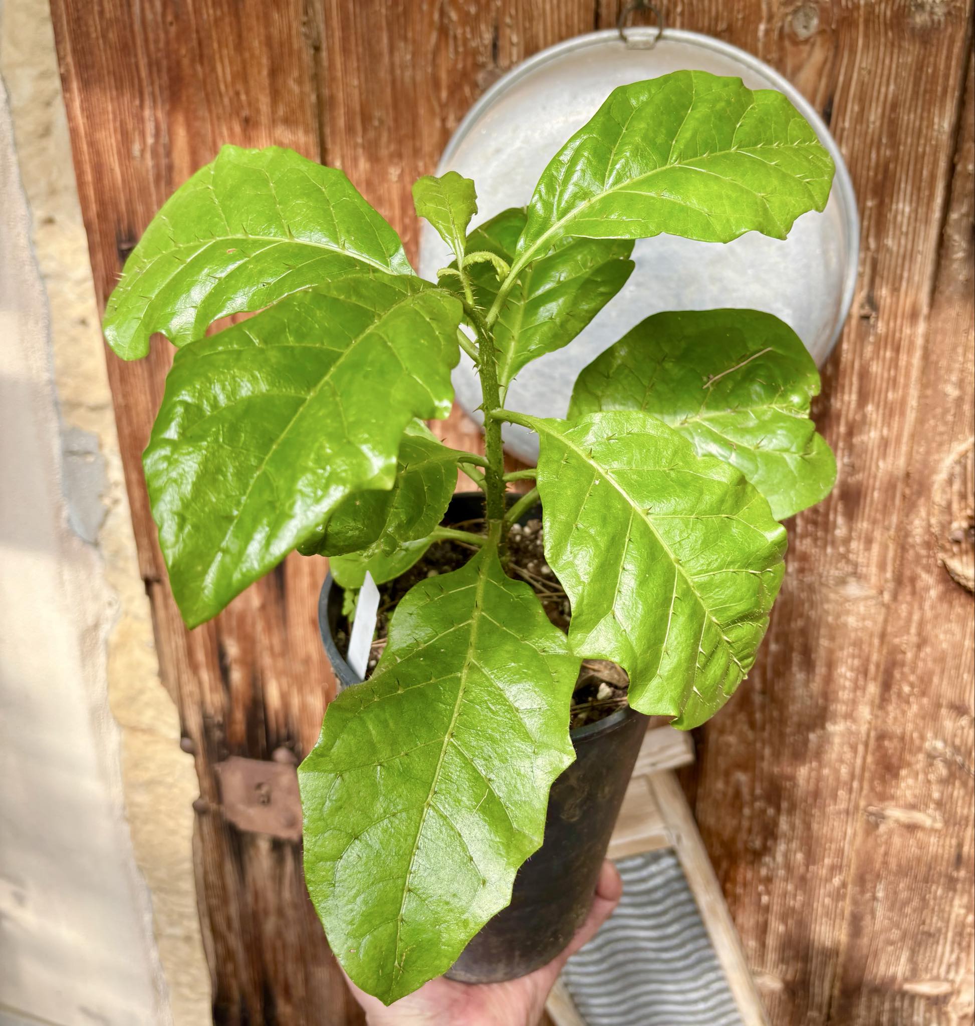 Solanum sp Verde Bahia - 1 potted plant / 1 getopfte Pflanze