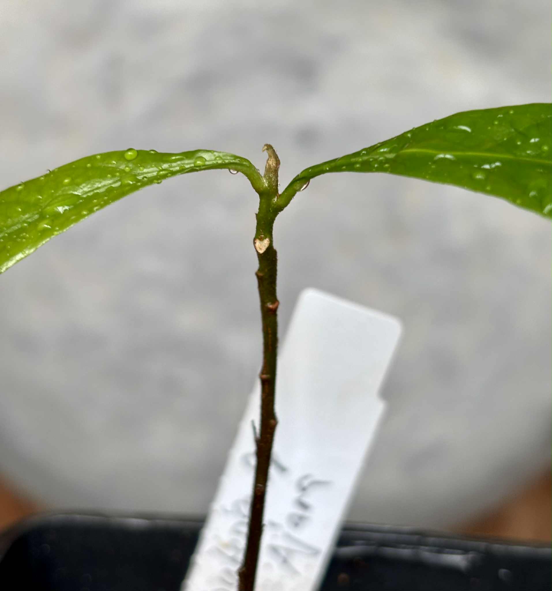 Pouteria sp Ajara - 1 potted plant / 1 getopfte Pflanze