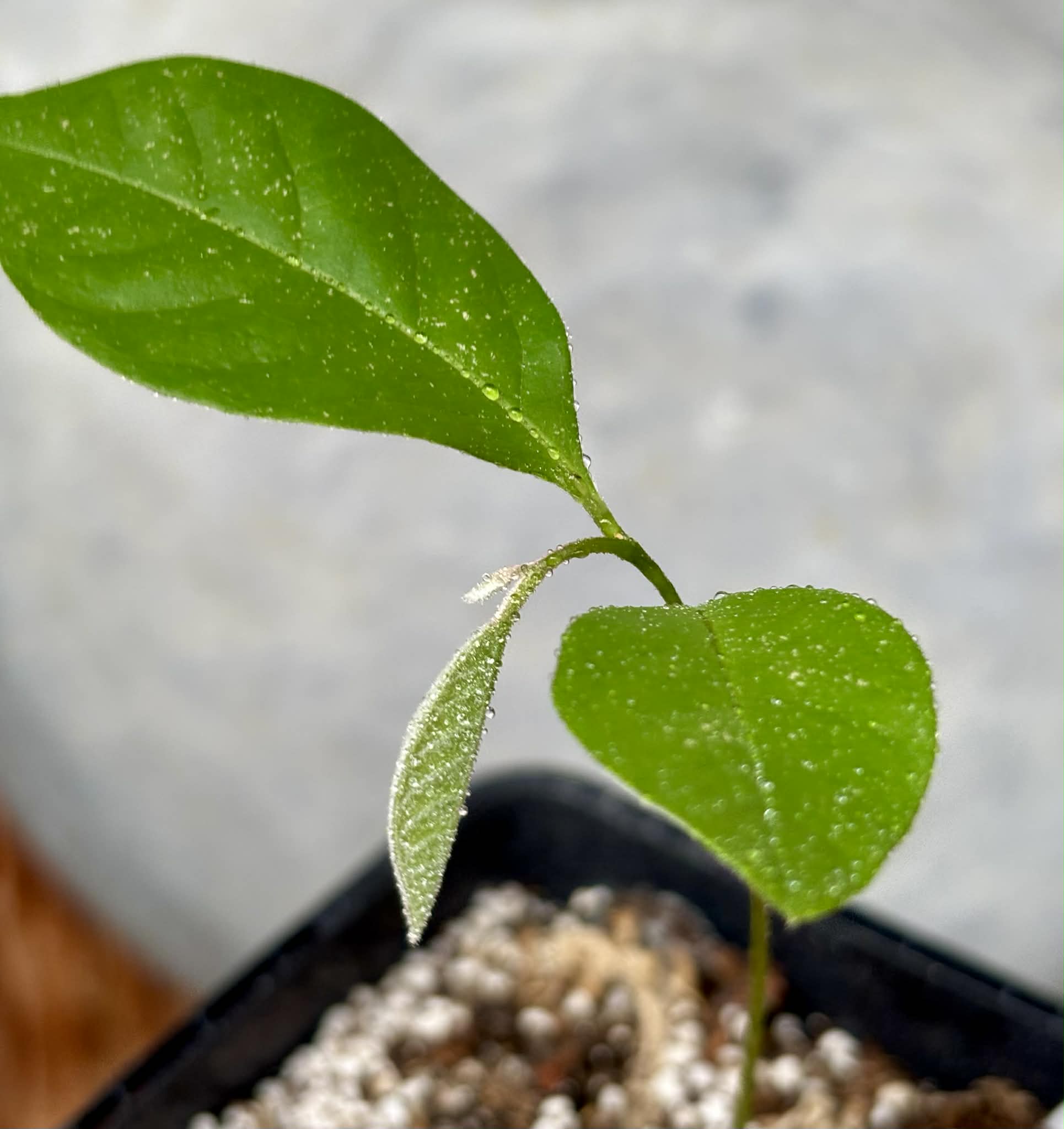 Duguetia cf quitarensis - 1 potted seedling / 1 getopfter Sämling