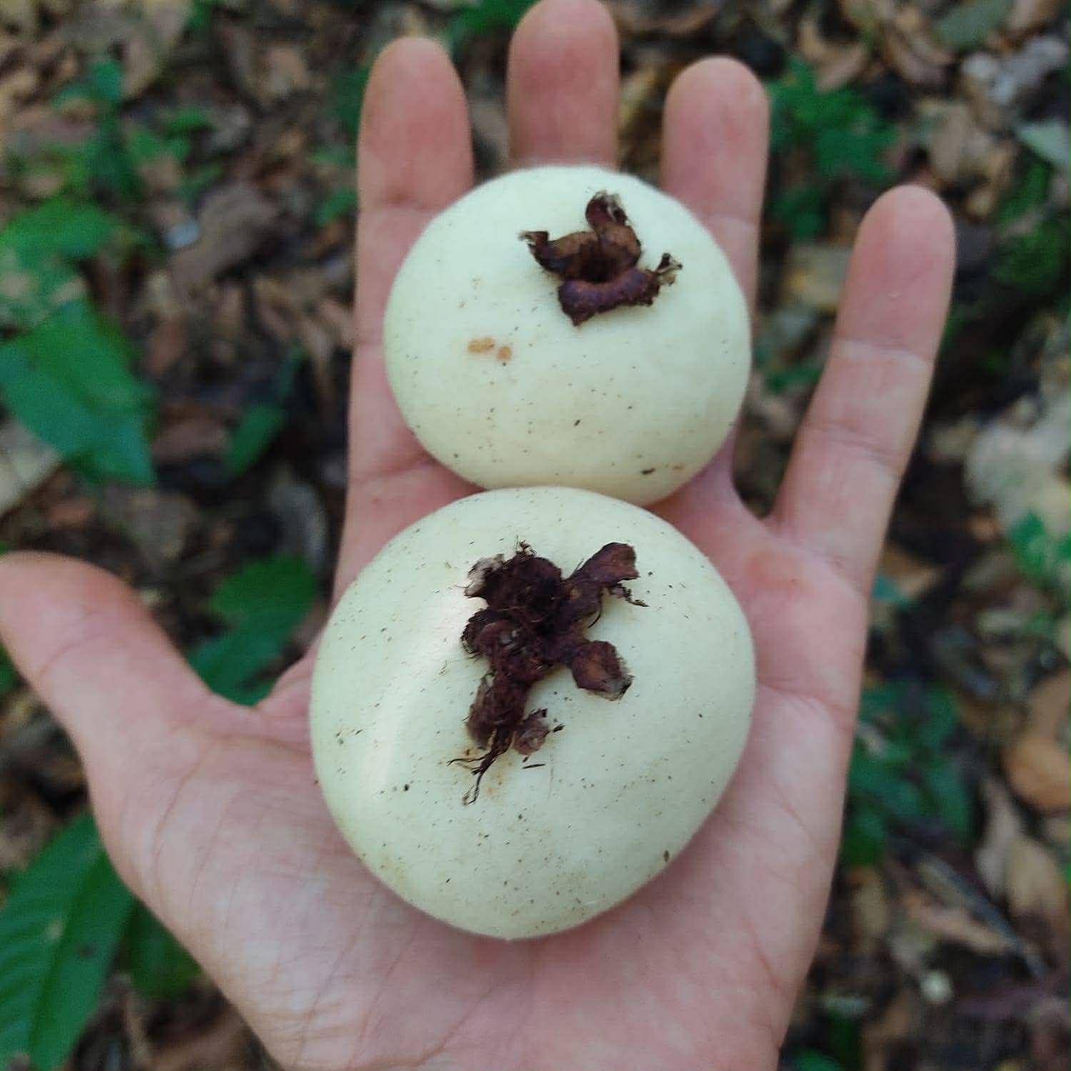 Plinia rara var. WHITE -  1 germinated seed / 1 gekeimter Samen