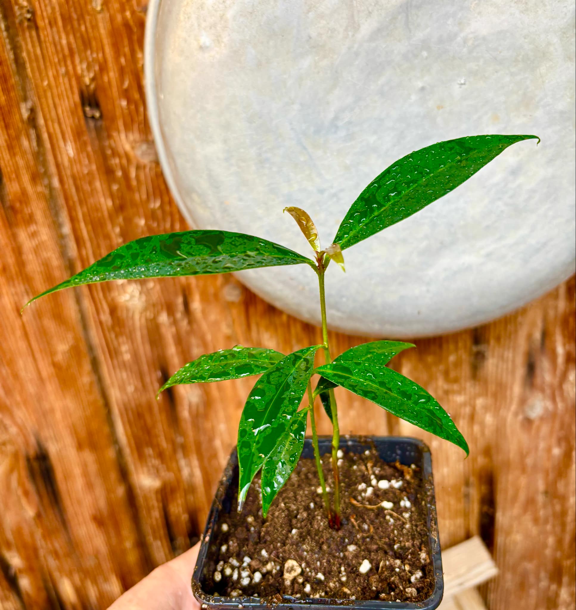 Eugenia sp Jambo da Mata -  1 small potted seedling / 1 kleiner, getopfter Sämling