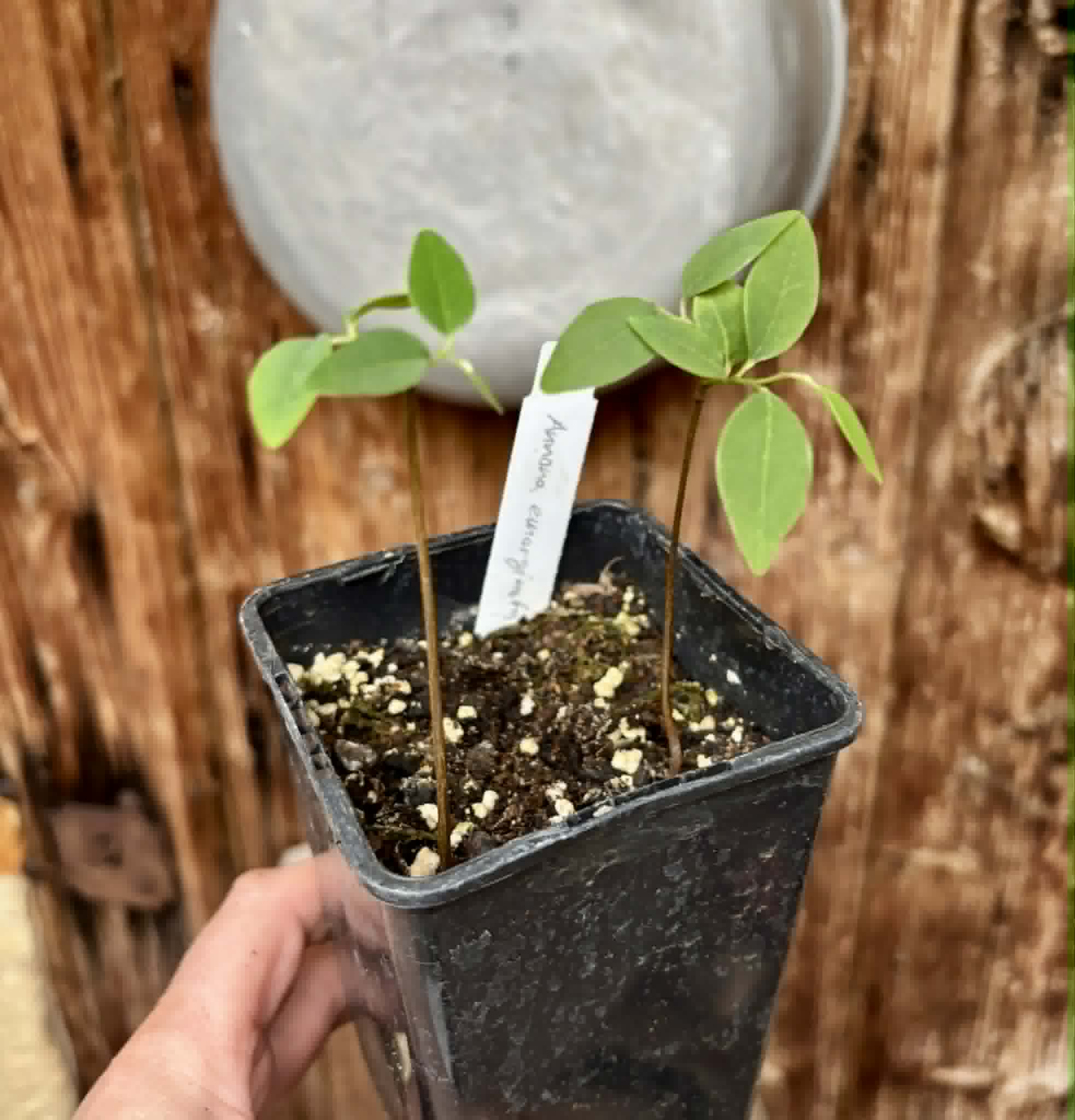 2 in 1 pot - Annona emarginata - 2 seedlings in one pot / 2 Sämlinge in einem Topf