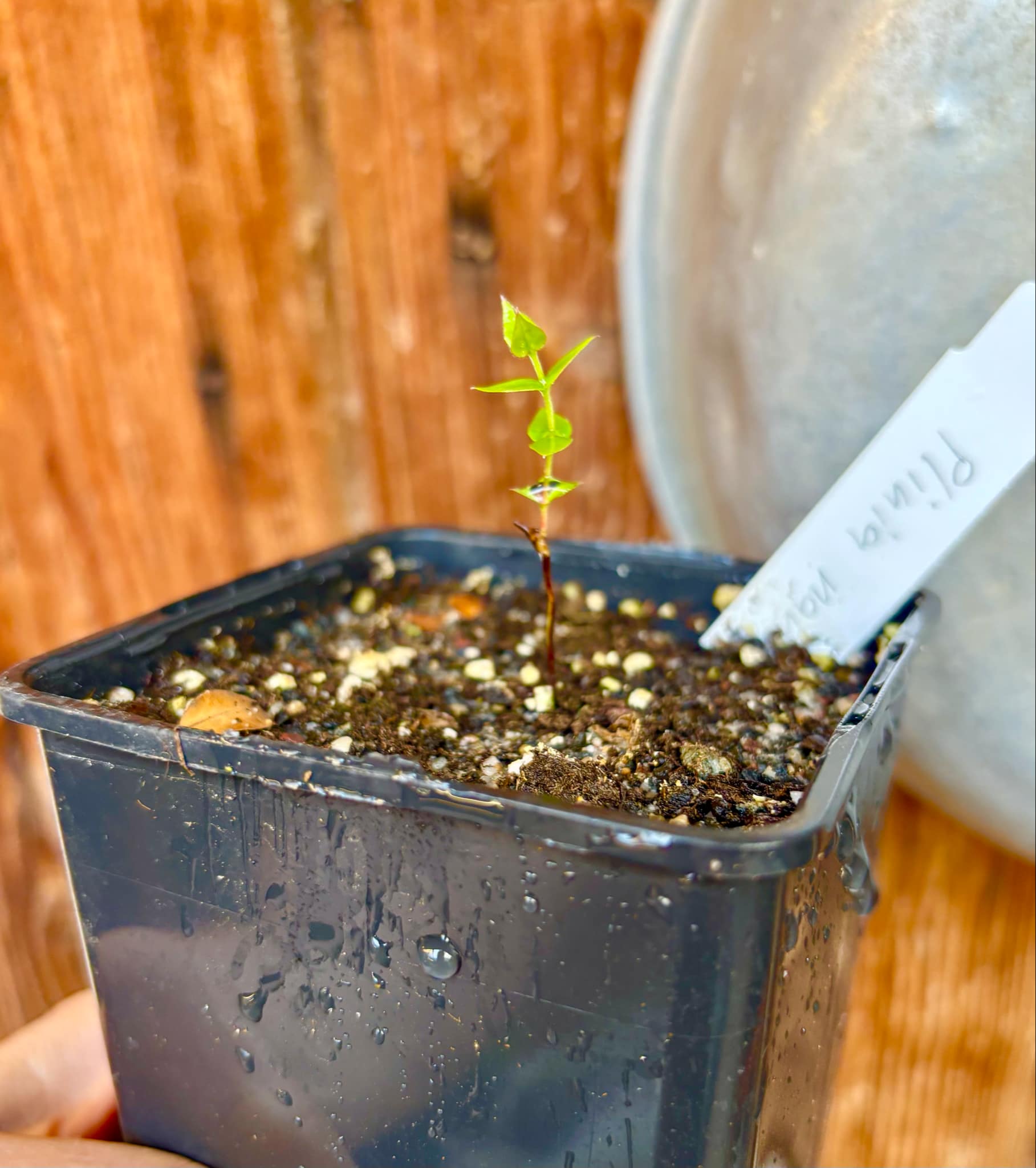 Plinia nana - 1 small potted plant / 1 kleine, getopfte Pflanze