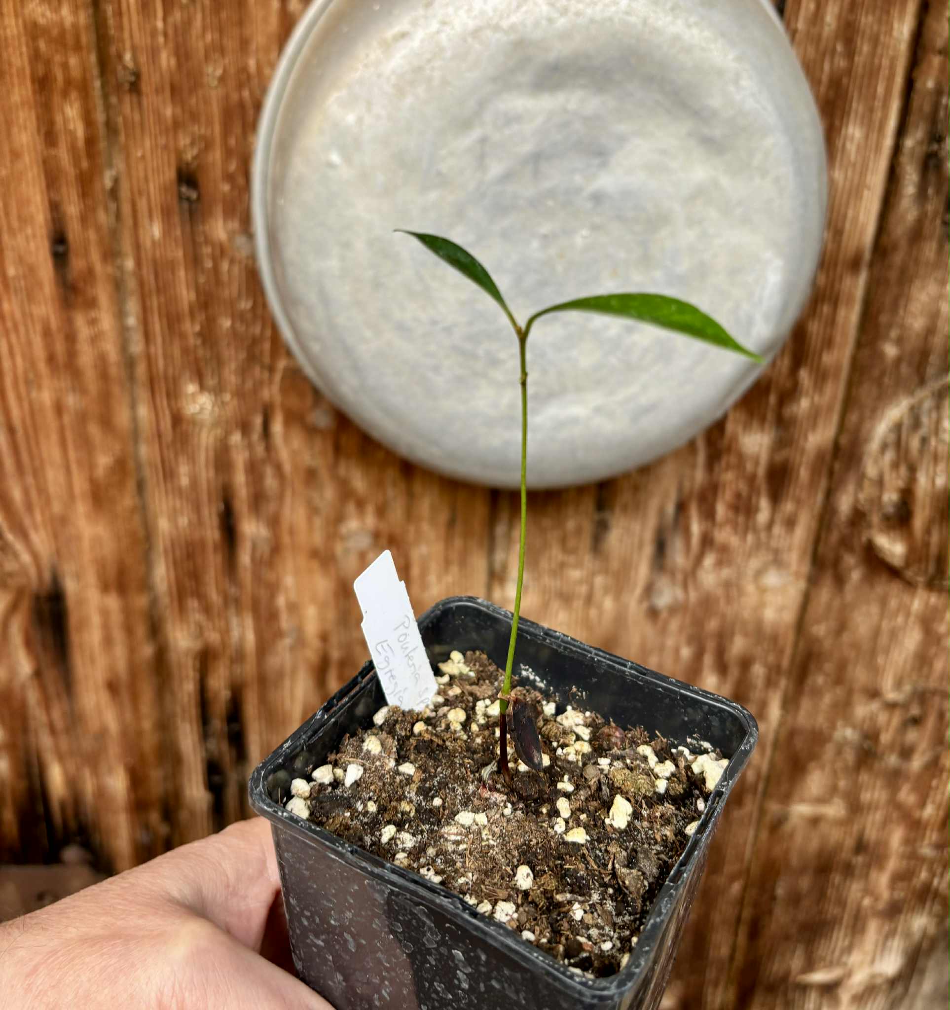 Pouteria aff egregia  -  1 potted seedling / 1 getopfter Sämling