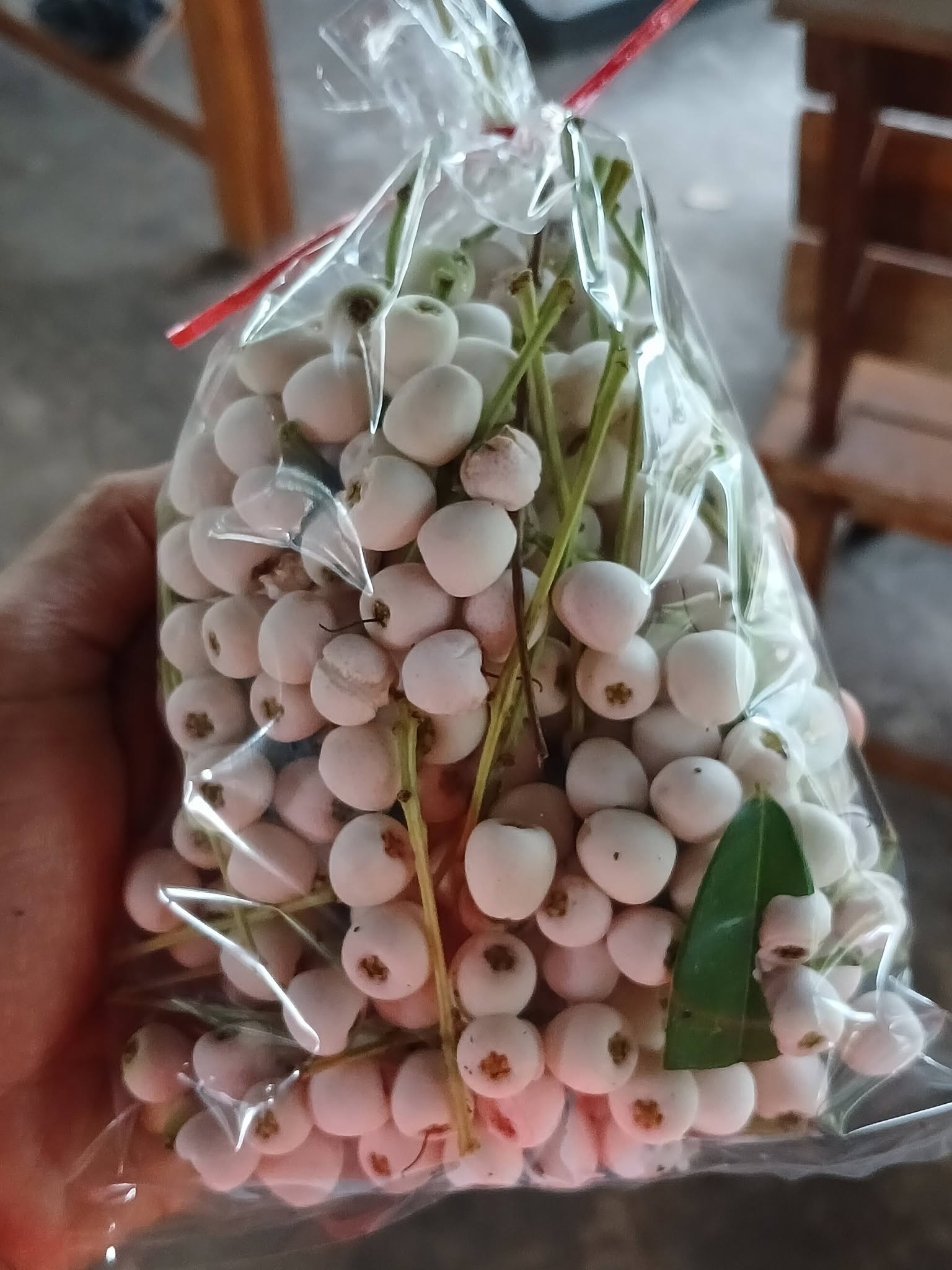 Syzygium gratum - 1 fresh seed / 1 frischer Samen