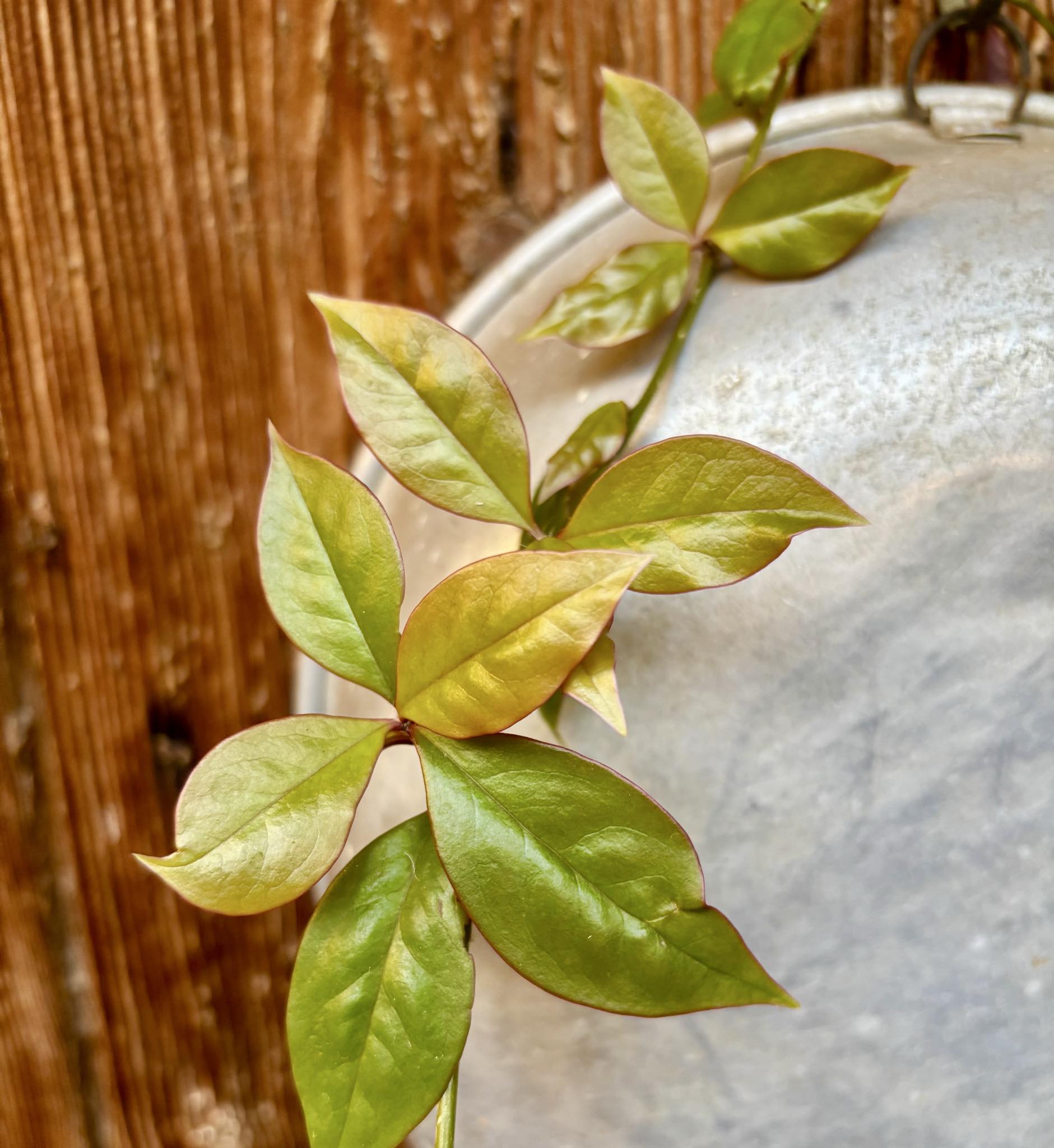 Pereskia aculeata var. godseffiana (Barbados Gooseberry) - 1 potted plant / 1 getopfte Pflanze